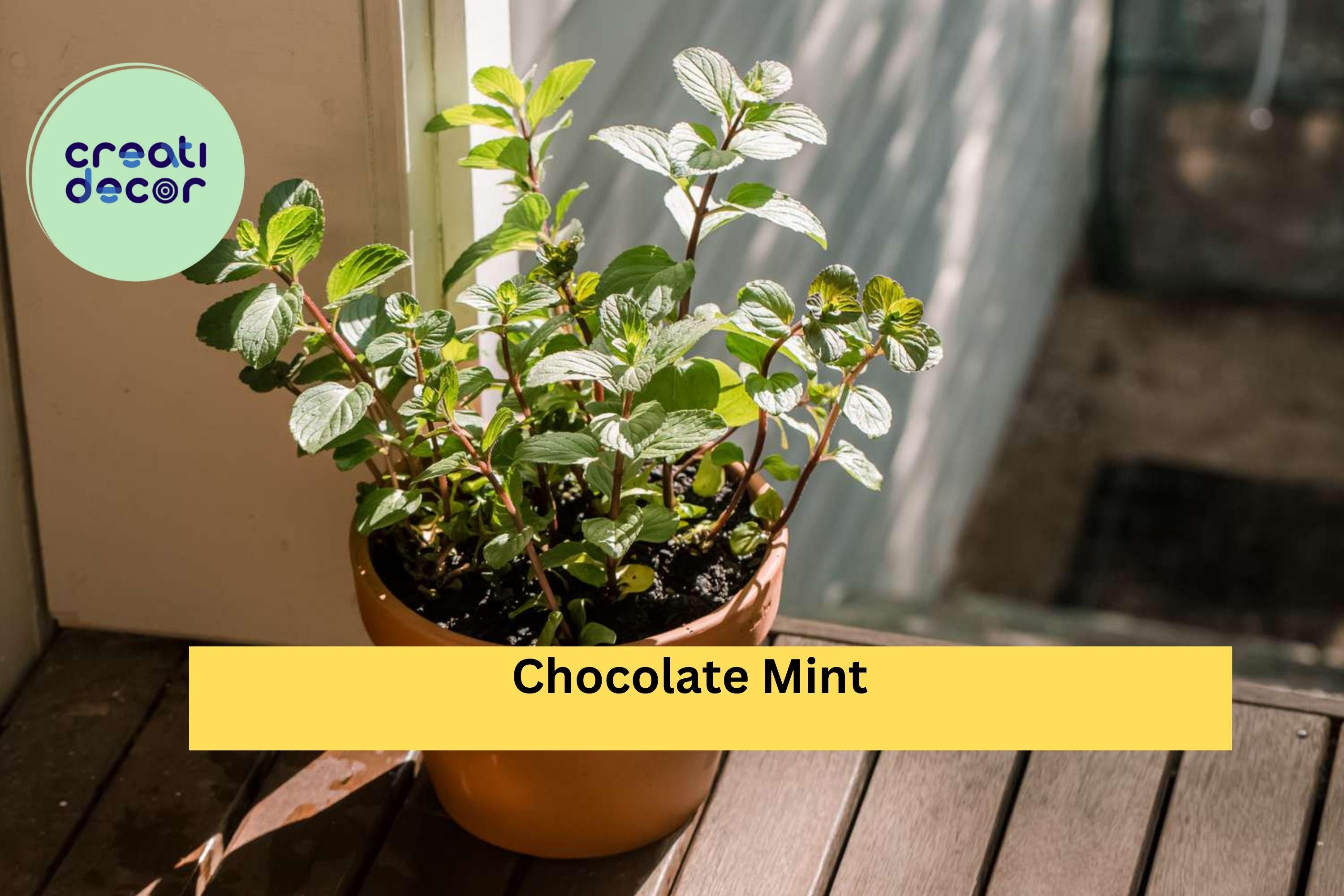 Chocolate Mint Live Roots – 4 Starter Plants for Pots or Garden, Fragrant Peppermint Variety, Easy to Grow, Hardy Perennial Herb Zones 5–9