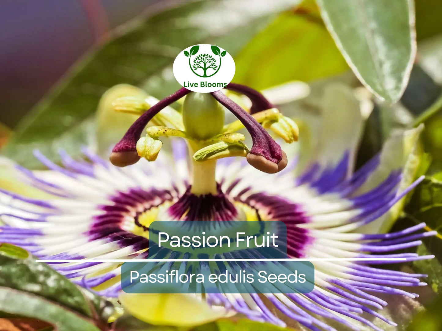 10 Purple Edulis Passion Fruit Seeds | Edible Passionfruit Vine, Fast Growing, Delicious Fruit, Tropical & Hardy