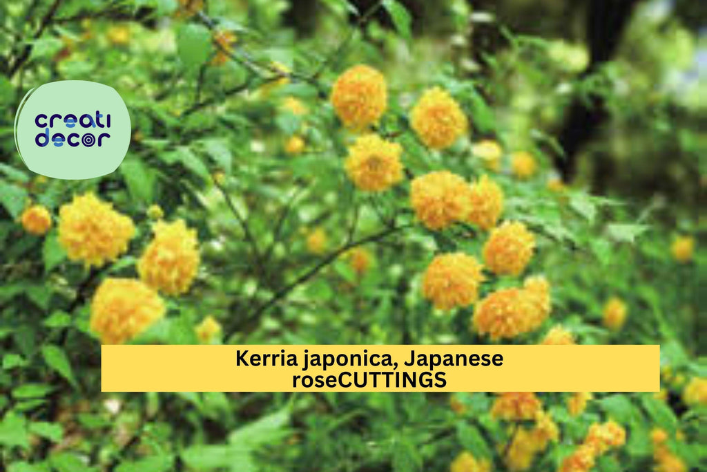 10 Kerria Japonica Cuttings | Japanese Rose Miracle Marigold | Unrooted Flowering Shrub Starter | Bright Yellow Blooms