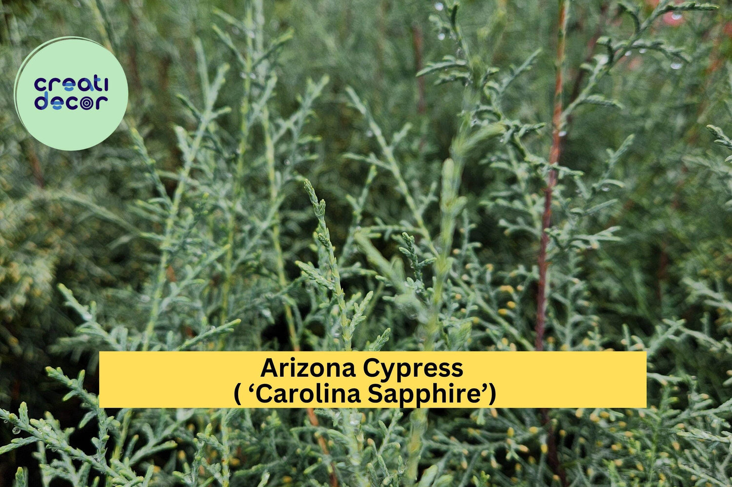 Arizona Cypress Tree – Cupressus arizonica ‘Carolina Sapphire’ – Hardy Evergreen Shrub Starter Plant for Landscape or Hedge