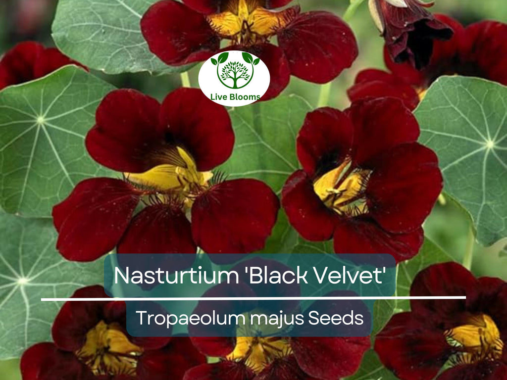 10 Nasturtium 'Black Velvet' Seeds | Heirloom Edible Flowers, Non-GMO, Beneficial Garden Plant, Unique Black Blooms, USA Grown
