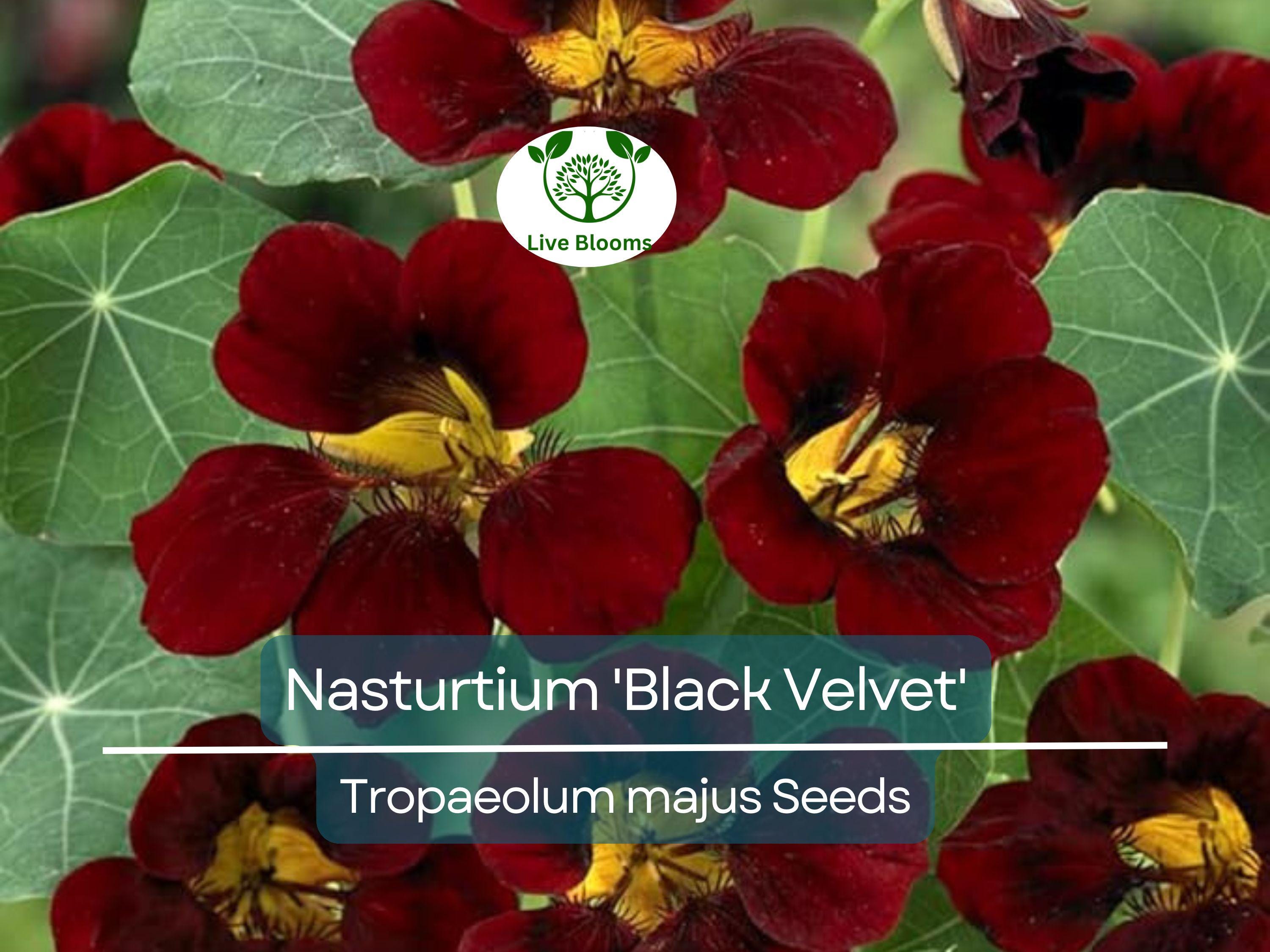 10 Nasturtium 'Black Velvet' Seeds | Heirloom Edible Flowers, Non-GMO, Beneficial Garden Plant, Unique Black Blooms, USA Grown