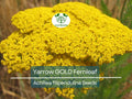 1500 Yarrow GOLD Fernleaf Seeds Achillea filipendulina | Non-GMO Perennial Flower for Pollinators, Drought-Tolerant, Easy to Grow