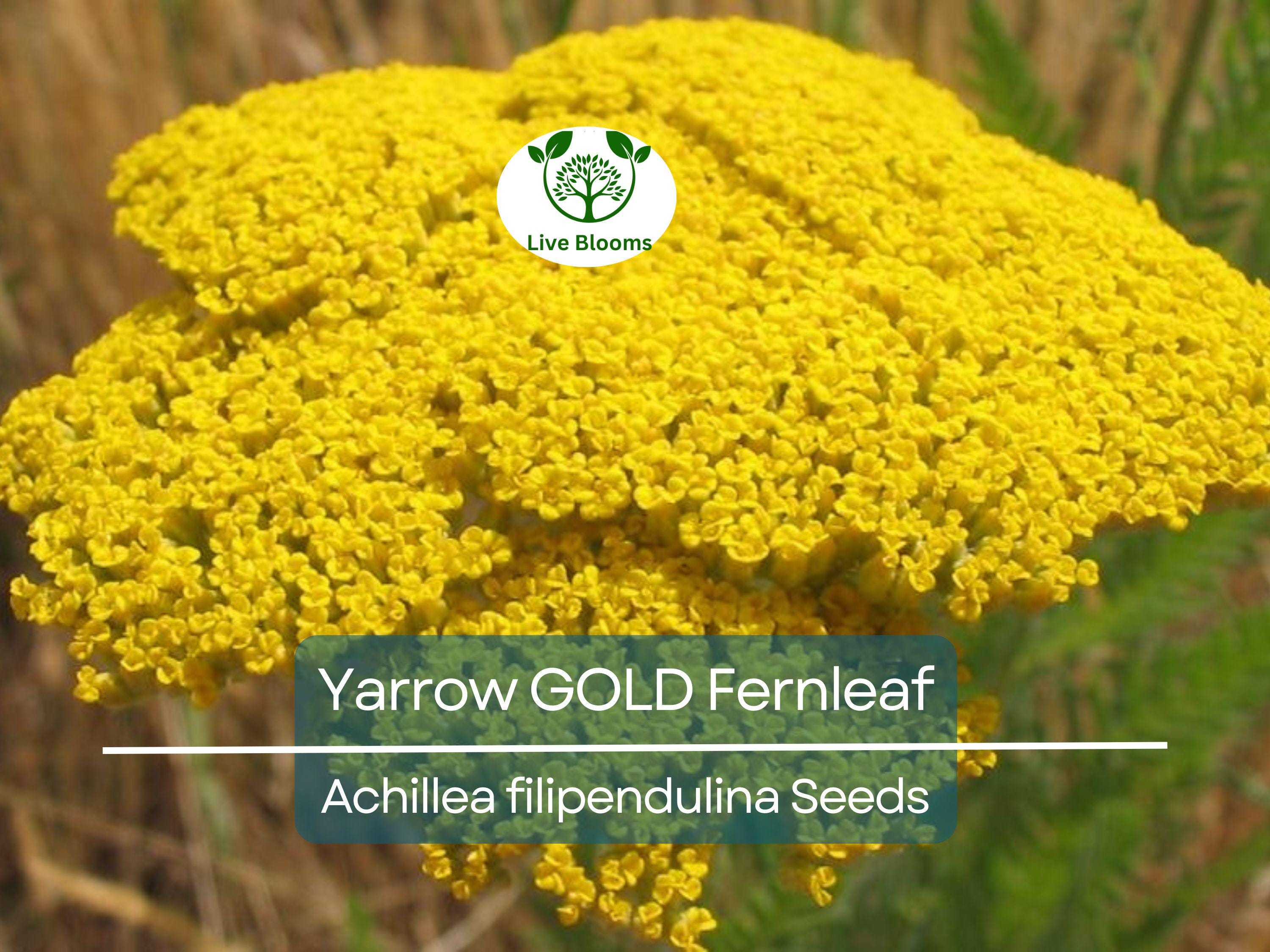 1500 Yarrow GOLD Fernleaf Seeds Achillea filipendulina | Non-GMO Perennial Flower for Pollinators, Drought-Tolerant, Easy to Grow