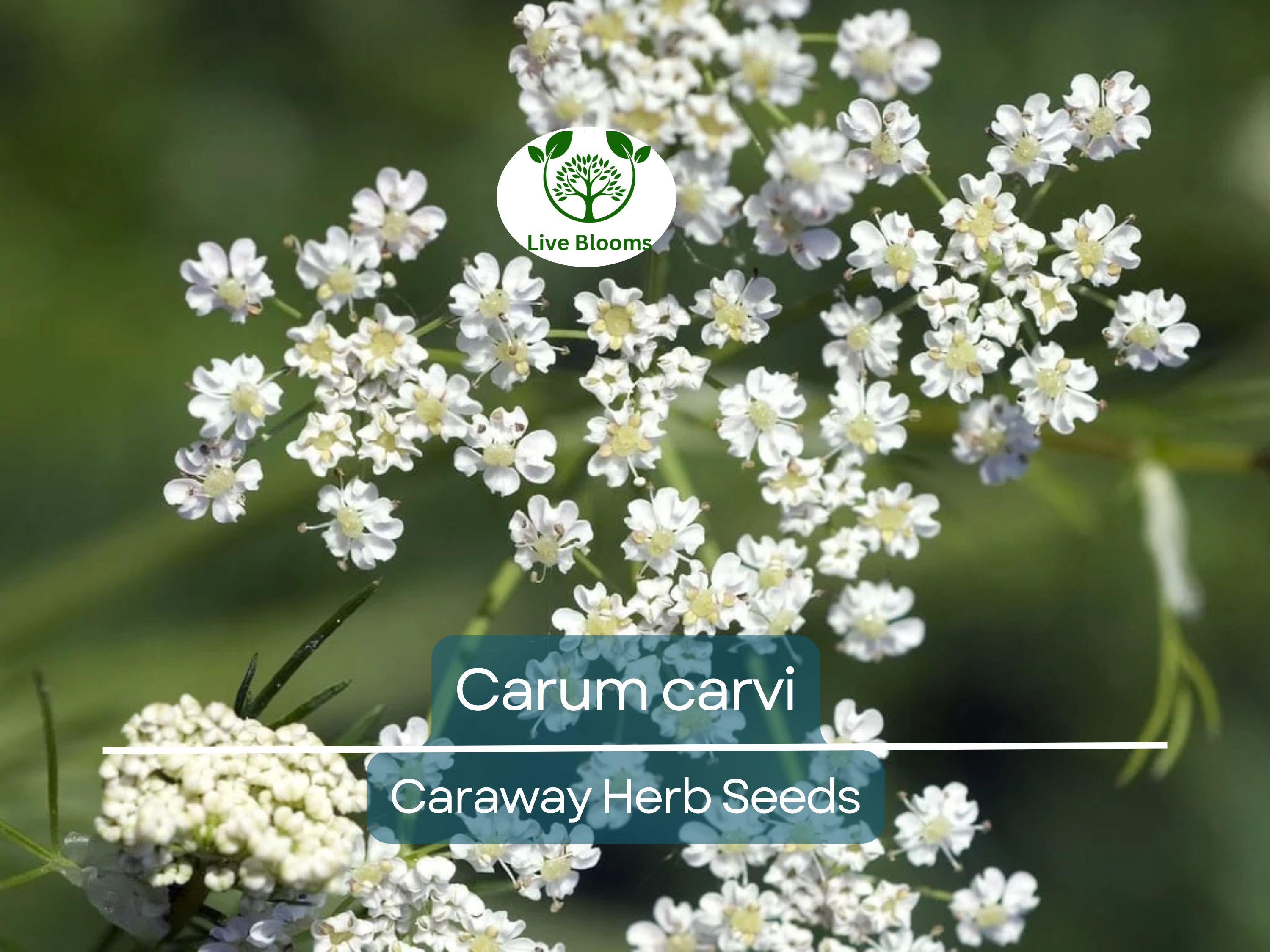 300 Caraway Seeds for Planting - Carum carvi - Fresh Herb for Cooking, Baking, Garden Use, Easy to Grow, Organic Seeds