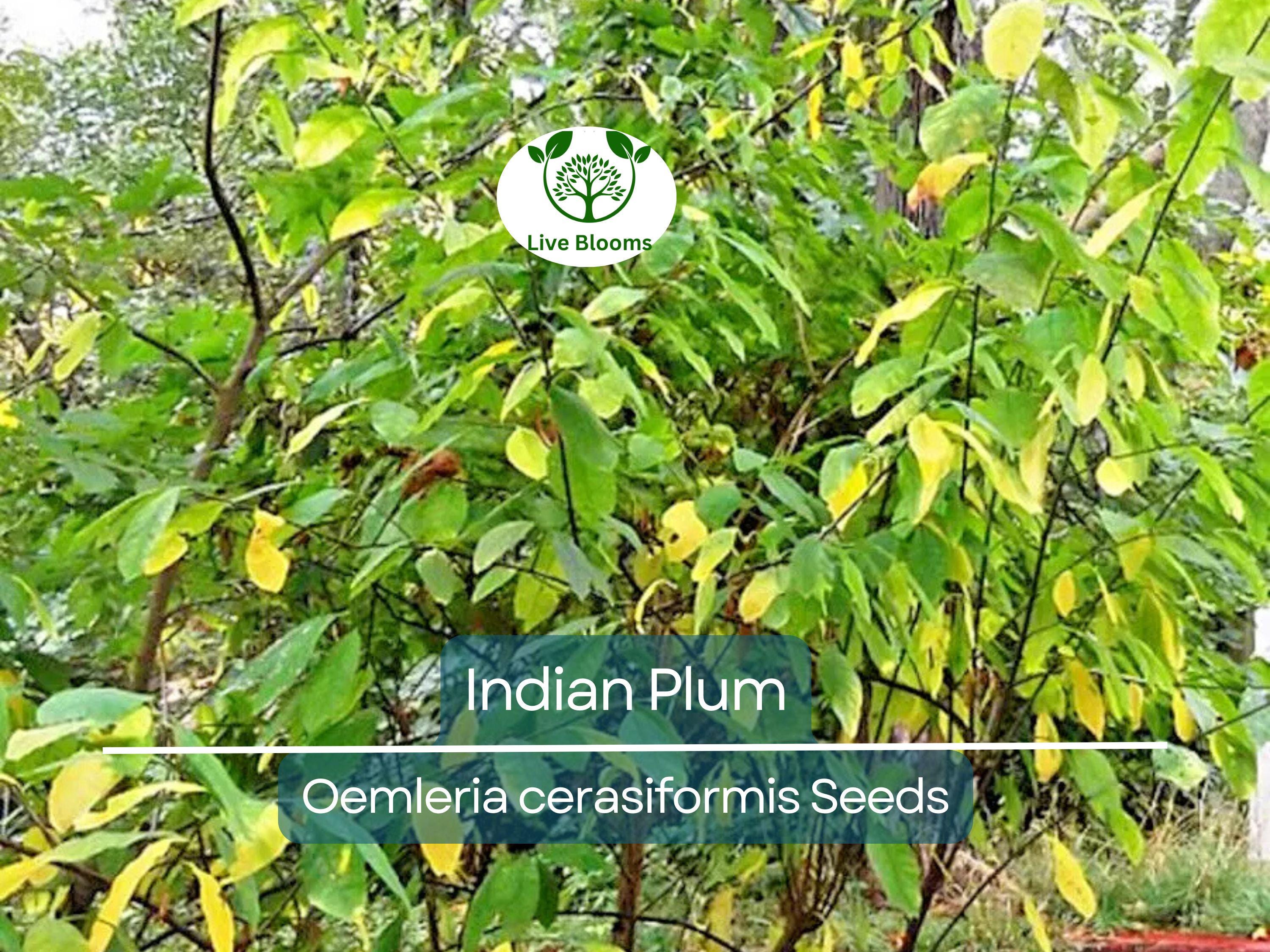 10 Indian Plum Seeds | Oso Berry (O. cerasiformis), Fast-Growing Edible Fruit Shrub, Perfect for Gardens & Wildlife