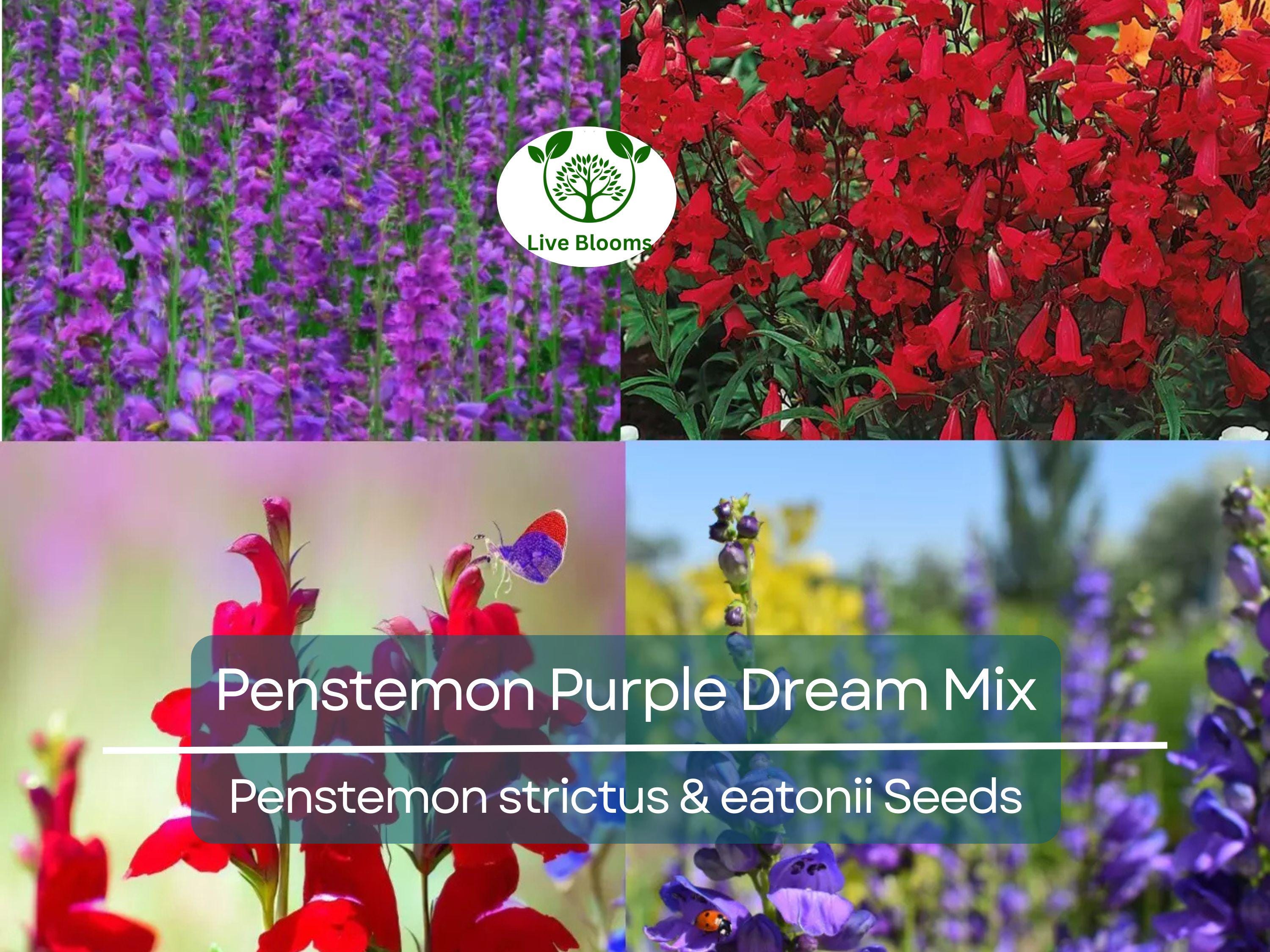 200 Seeds Penstemon Purple Dream Mix, Perennial Beardtongue, Red Flowers, Hummingbird Attracting, Non-GMO, Easy-Grow, Garden & Landscaping