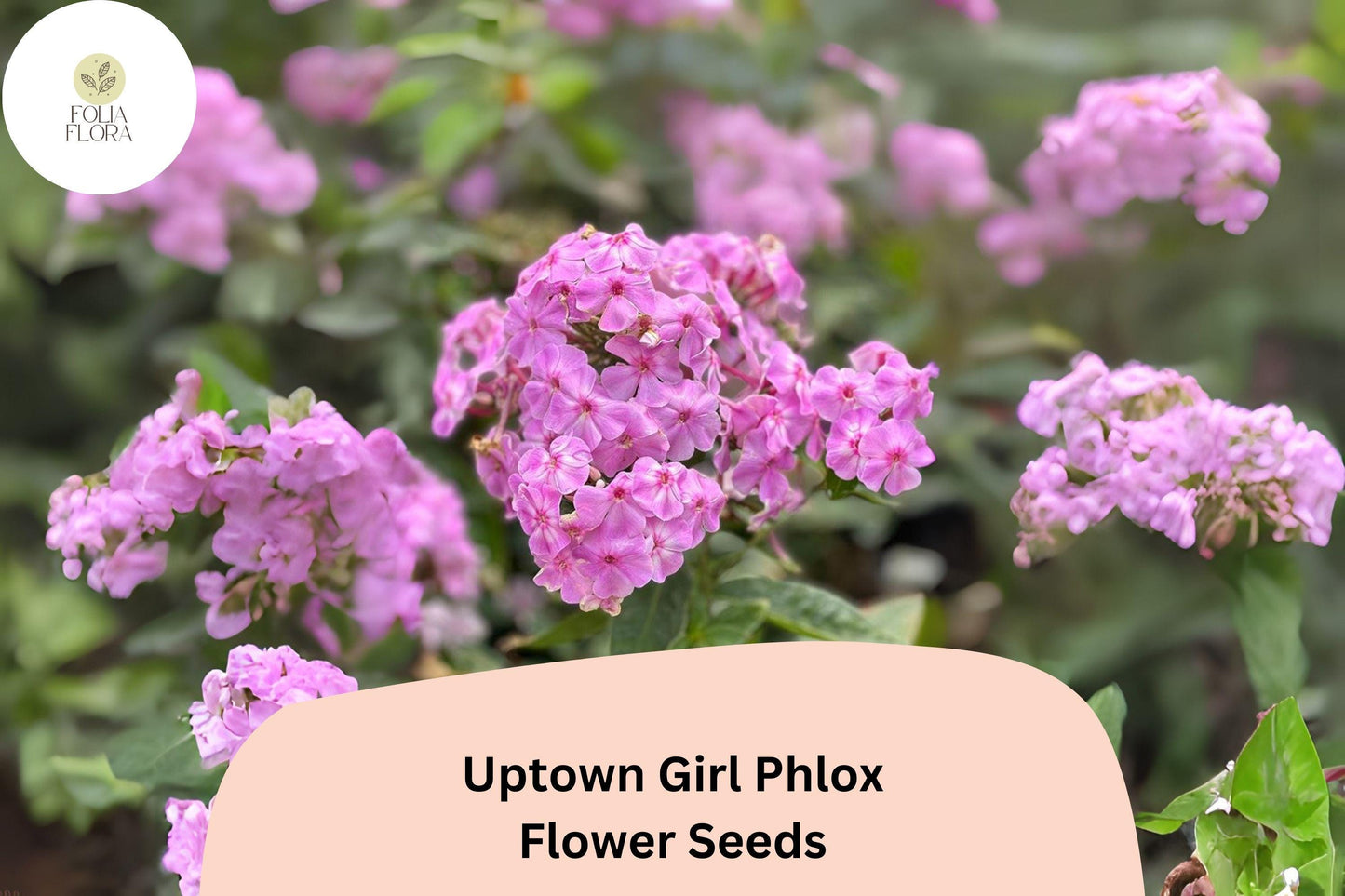 100+ Uptown Girl Phlox Seeds – Perennial Phlox paniculata, Pink Blooms with Dark Eyes
