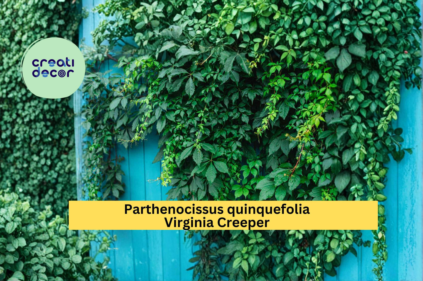 Virginia Creeper Seeds Parthenocissus quinquefolia 10 Count Hardy Climbing Vine Garden Plant Seeds