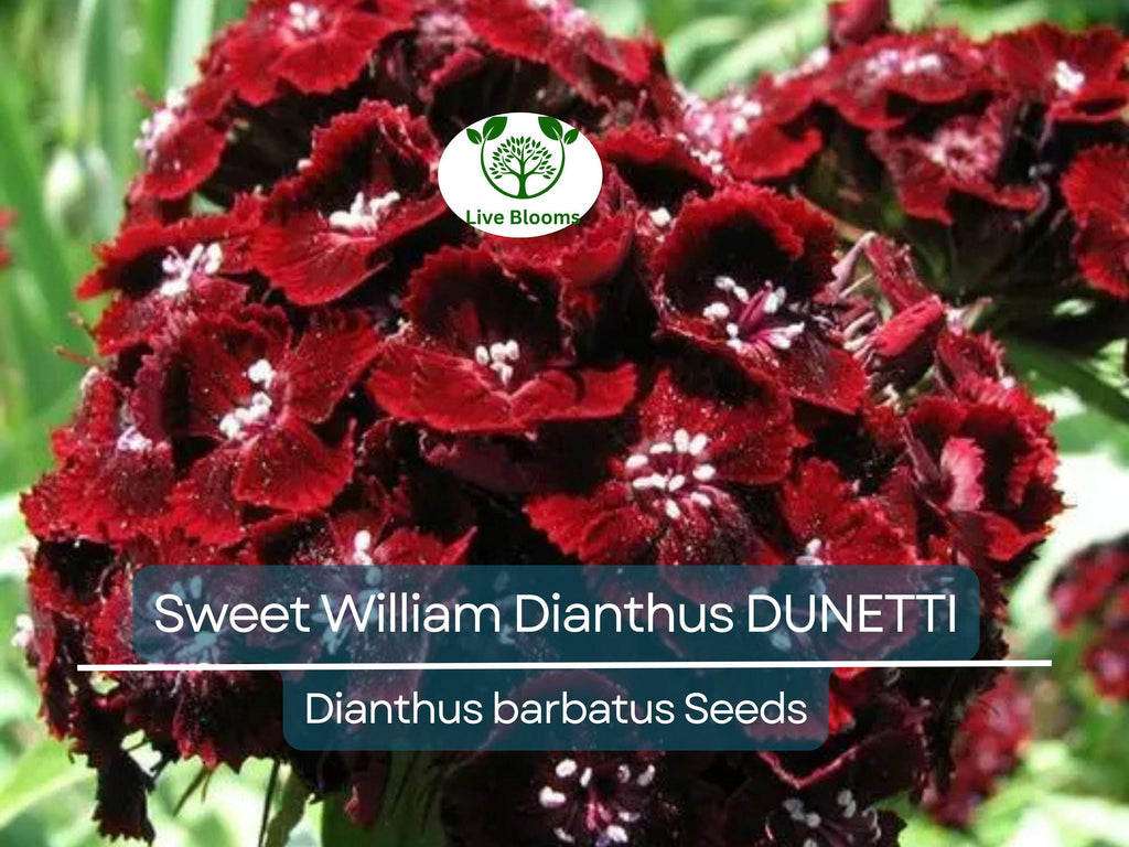 200 Seeds Sweet William Dianthus DUNETTI Red Flowers - Dianthus barbatus Non-GMO, Spring Blooms, Attracts Butterflies, Easy to Grow Seeds