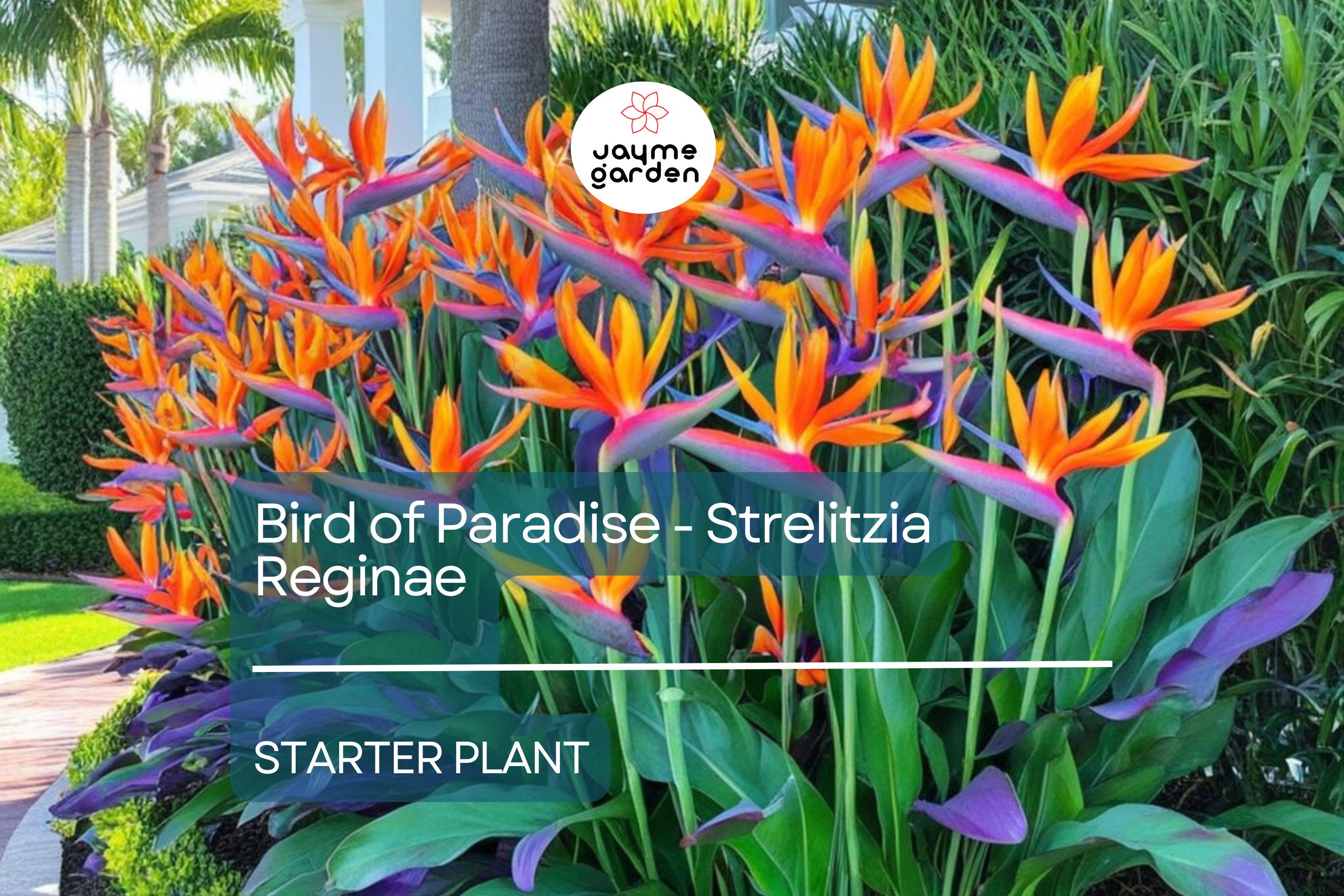 Bird of Paradise Starter Plant - Strelitzia Reginae Seedling - Crane Flower, 6" Tall, Tropical Plant for Gardens, Containers & Indoor Decor
