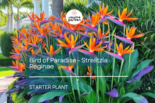 Bird of Paradise Starter Plant - Strelitzia Reginae Seedling - Crane Flower, 6" Tall, Tropical Plant for Gardens, Containers & Indoor Decor