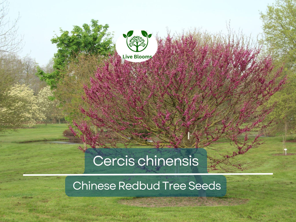 10 Seeds Cercis chinensis (Chinese Redbud) Tree for Planting | Ornamental Flowering Tree with Stunning Pink Blossoms