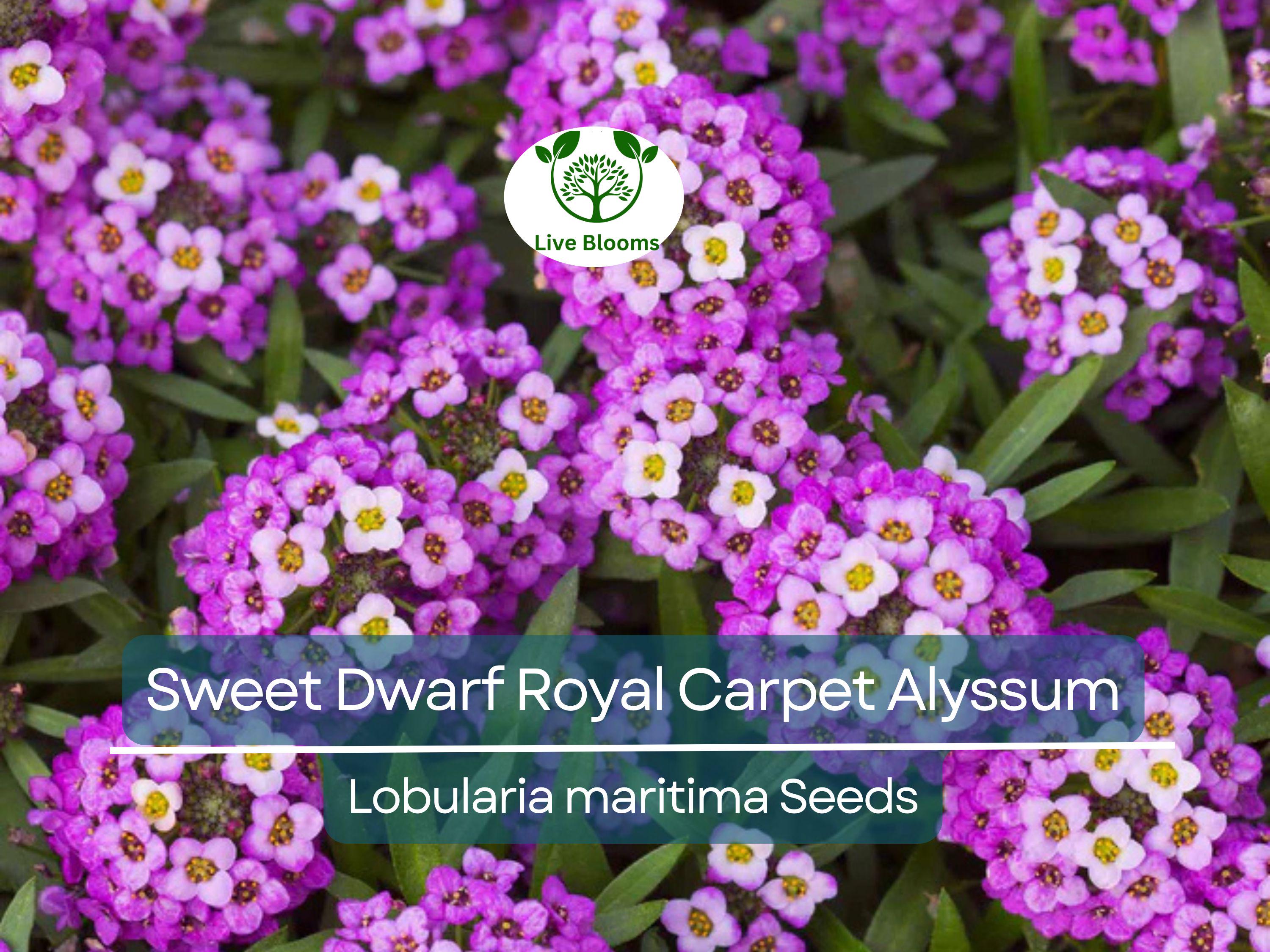 1000 Alyssum Seeds - Sweet Dwarf Royal Carpet | Lobularia maritima | Ground Cover, Non-GMO, Fragrant, Perennial, Purple Blooms