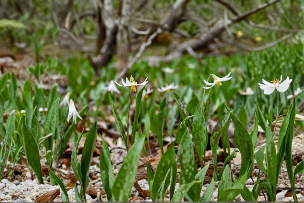 White Trout Lily – Erythronium albidum, Native Spring Wildflower | Woodland Ephemeral (5 Seeds)