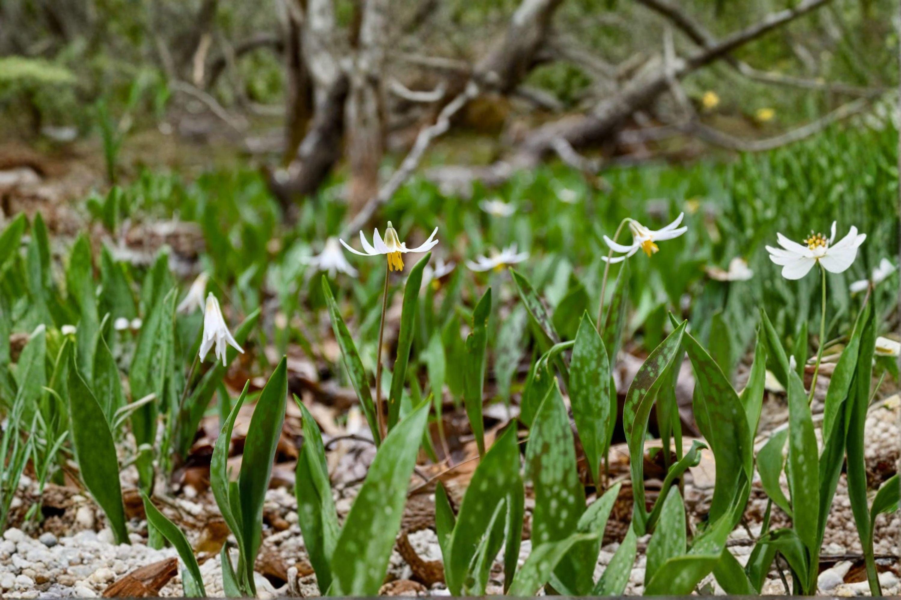 White Trout Lily – Erythronium albidum, Native Spring Wildflower | Woodland Ephemeral (5 Seeds)