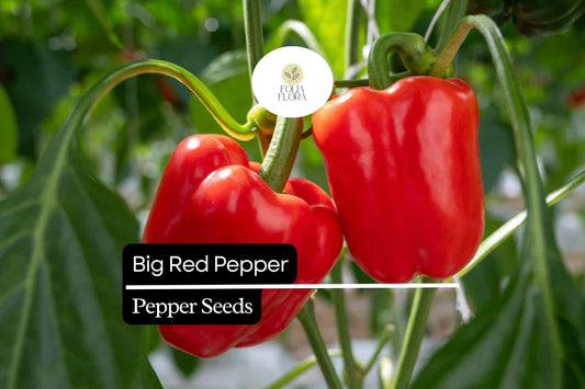 25 Big Red Pepper Seeds – Capsicum annuum – Sweet, Thick-Walled, High-Yielding, Perfect for Stuffing