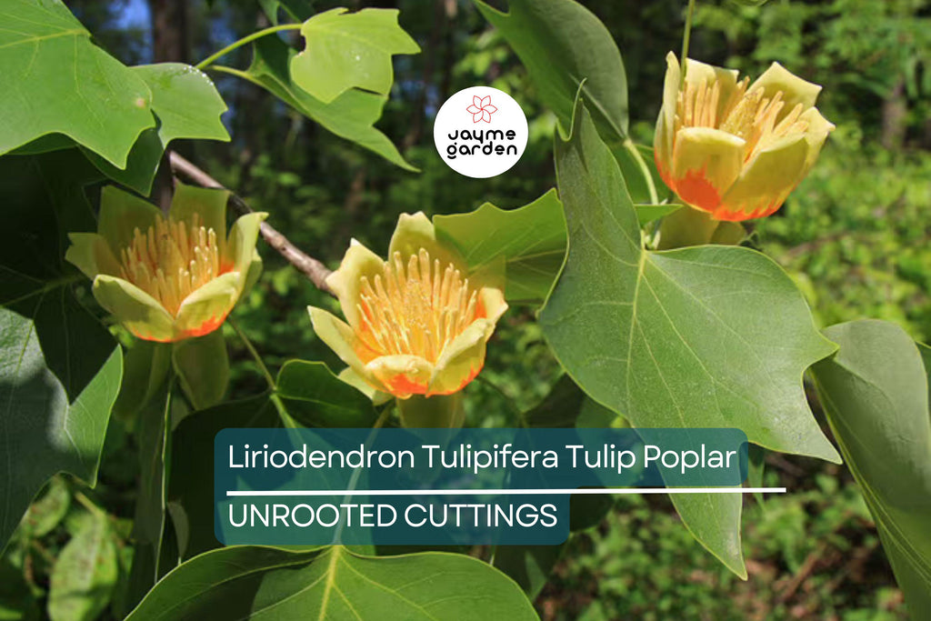 Tulip Poplar Tree Cuttings - 7 Live 12" Cuttings, Fast-Growing, Yellow Flowers, USDA Zones 4-9, Perfect for Shade or Street Trees