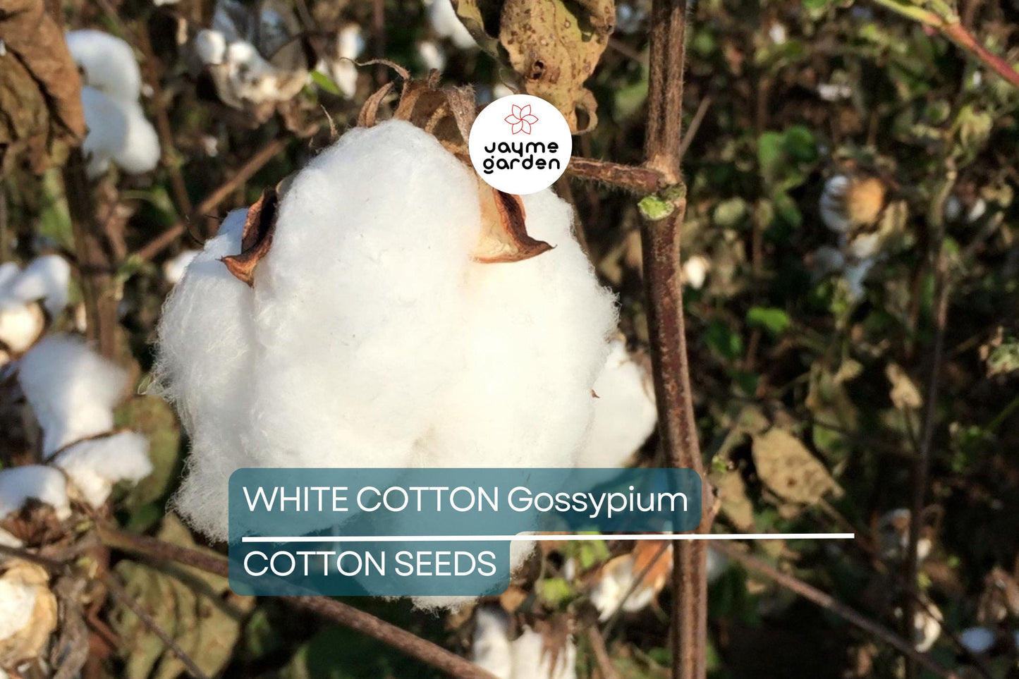 38 White Cotton Seeds - Gossypium - Non-GMO USA Seller, Best Price, Spring/Fall Bloom