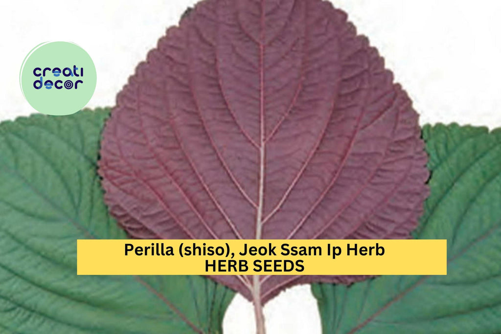 3pcs of 500mg Jeok Ssam Ip Perilla Seeds – Korean Shiso Herb with Purple Leaves for Culinary & Garden Growing Seeds for Planting
