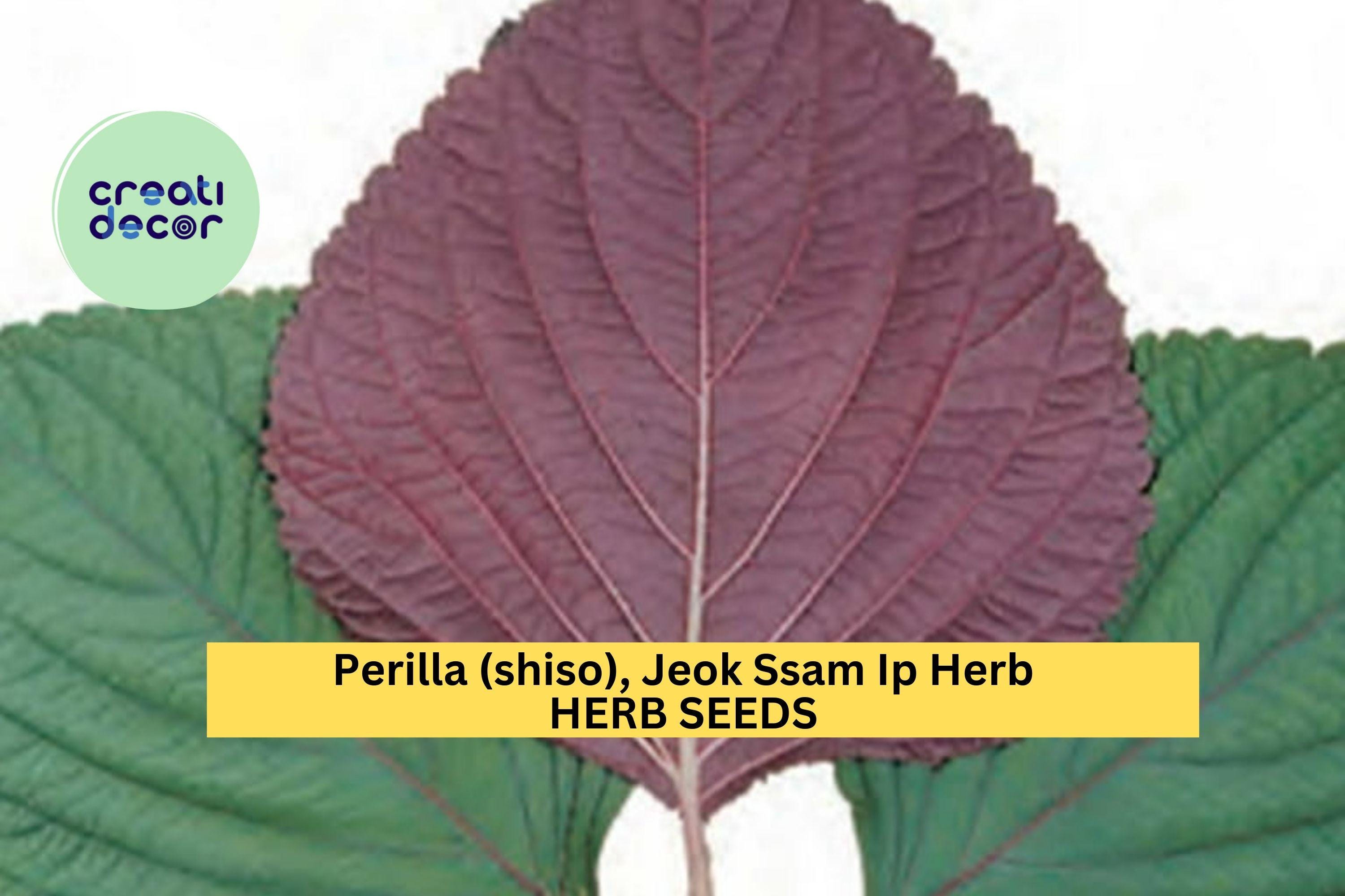 3pcs of 500mg Jeok Ssam Ip Perilla Seeds – Korean Shiso Herb with Purple Leaves for Culinary & Garden Growing Seeds for Planting