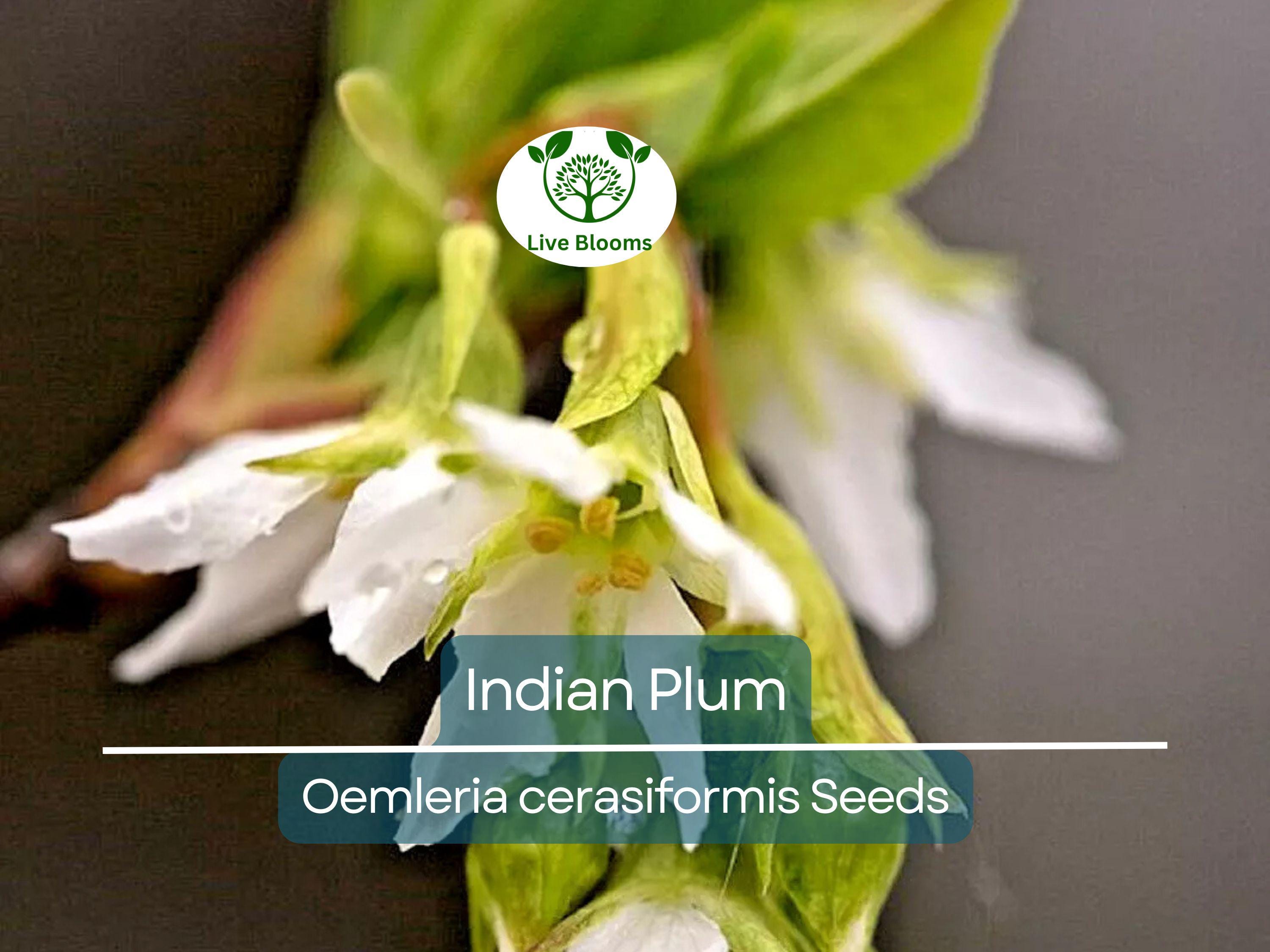 10 Indian Plum Seeds | Oso Berry (O. cerasiformis), Fast-Growing Edible Fruit Shrub, Perfect for Gardens & Wildlife