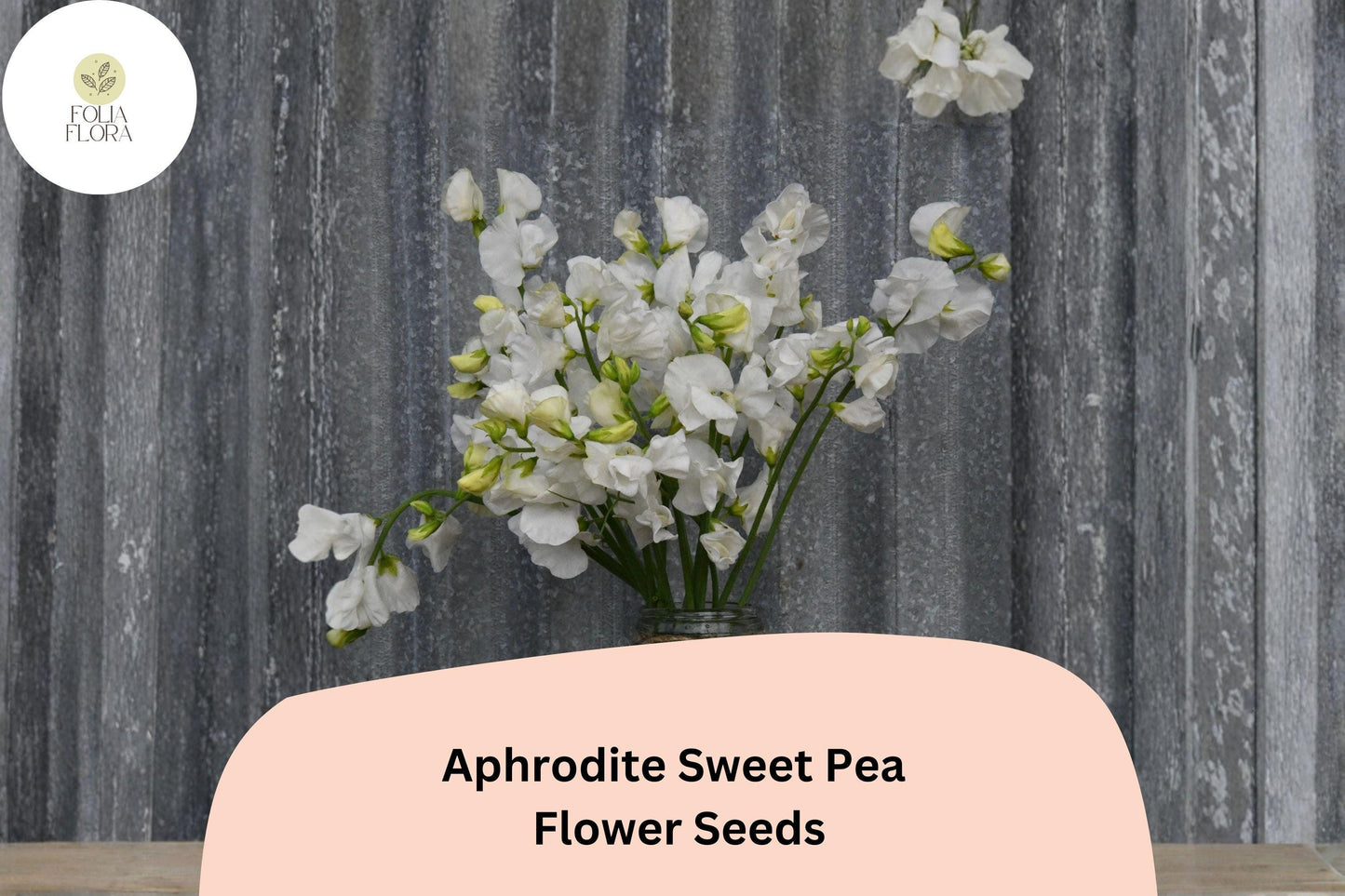 Aphrodite Sweet Pea Seeds – White Climbing Flower, 50+ Seeds