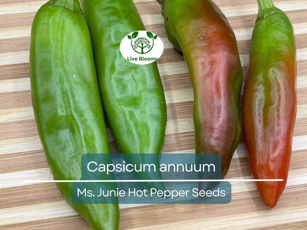 250 mg Seeds Ms. Junie Hot Pepper – Capsicum annuum | Unique Heirloom Chili for Planting, Gardening & Bold Spicy Harvest