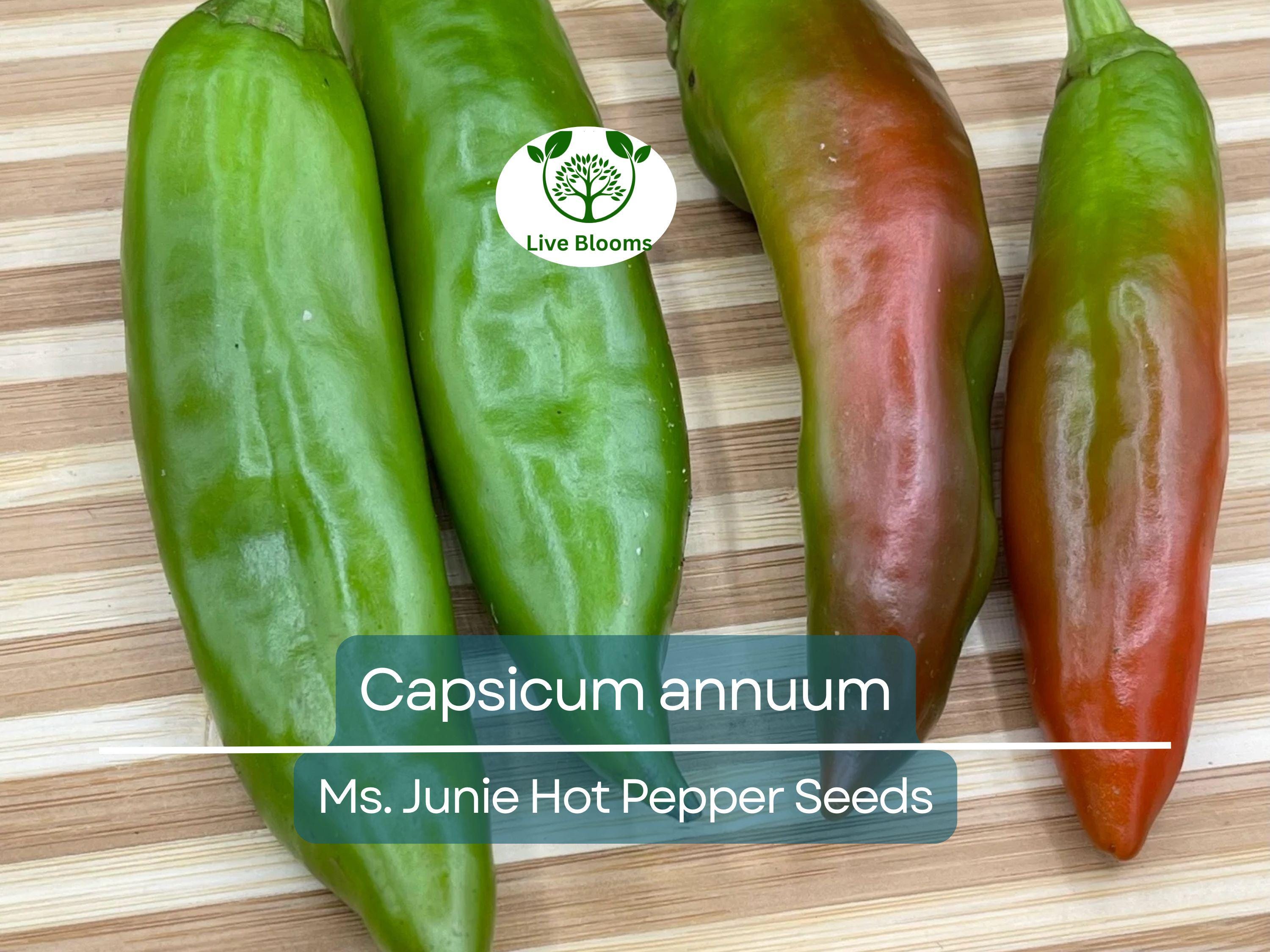 250 mg Seeds Ms. Junie Hot Pepper – Capsicum annuum | Unique Heirloom Chili for Planting, Gardening & Bold Spicy Harvest