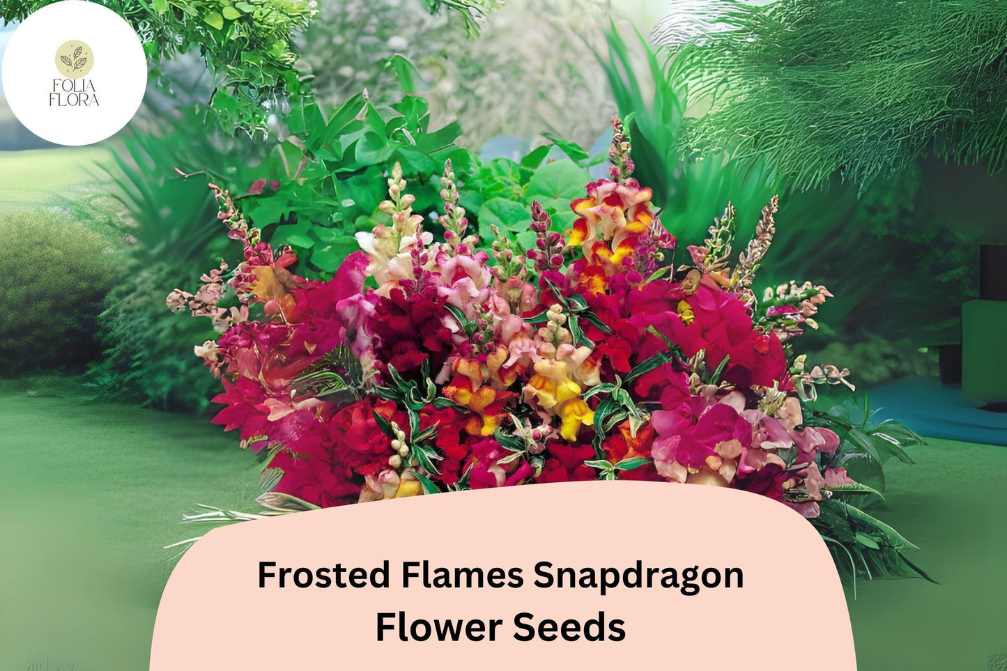 Antirrhinum majus Frosted Flames Snapdragon Seeds – 1000+ Heirloom Snapdragon Seeds for Vibrant Garden Planting
