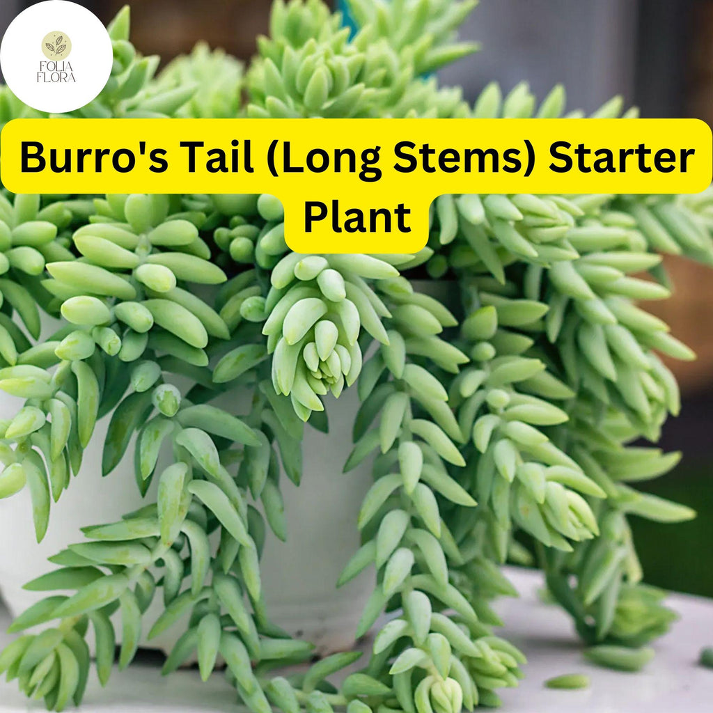 1 Burro's Tail Succulent, Sedum morganianum, Live Rooted Plant, Long Stems, 4'' Pot, Easy-Care Indoor Plant