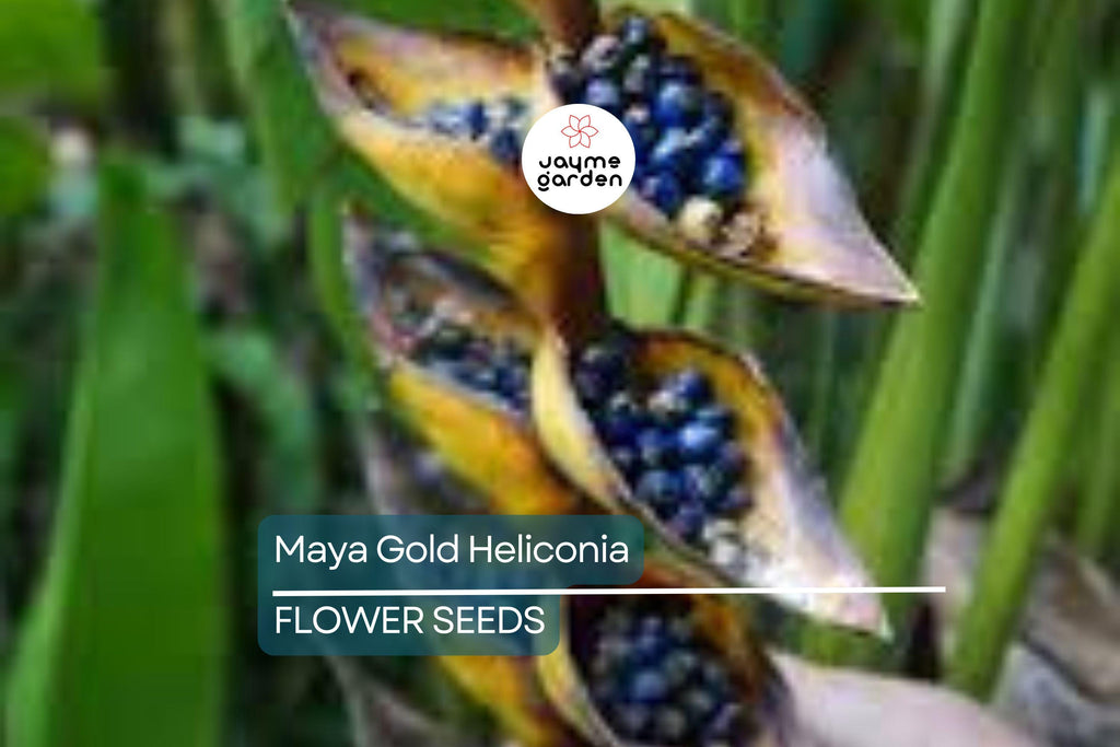 5 Mayan Gold Heliconia Seeds (H. champneana) - Rare Lobster Claw Parrot Beak Flowers