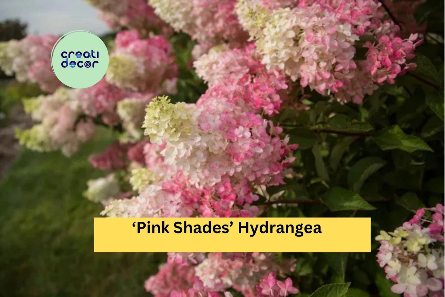 Pink Shades Hydrangea | Hydrangea macrophylla | Live Well Rooted Starter Plant | Ornamental Shrub