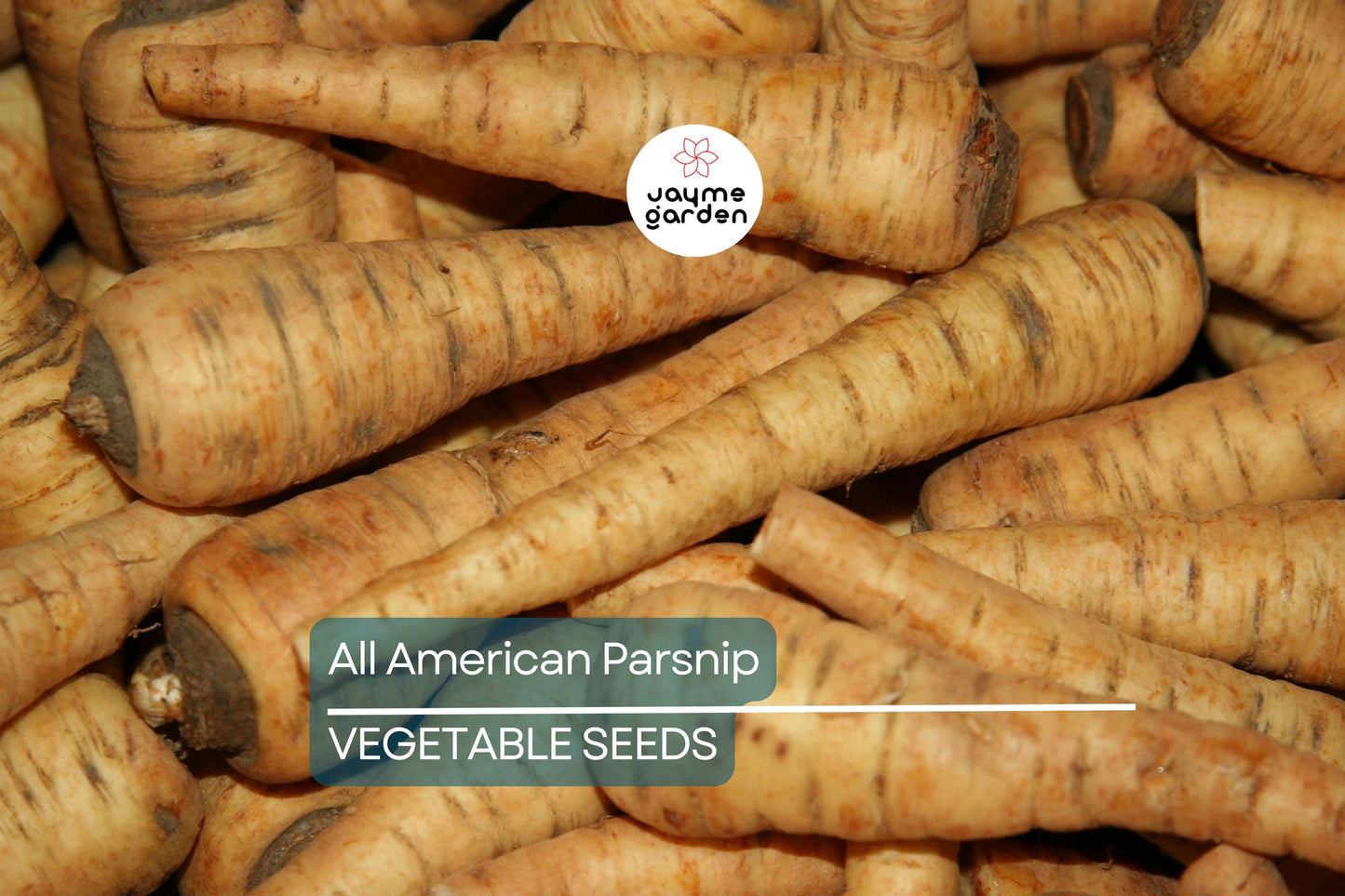 500 All American Parsnip Seeds – Heirloom, Non-GMO, Sweet, Nutty Flavor, 10-12” Roots, Winter Harvest, USA Seller, Free Shipping!