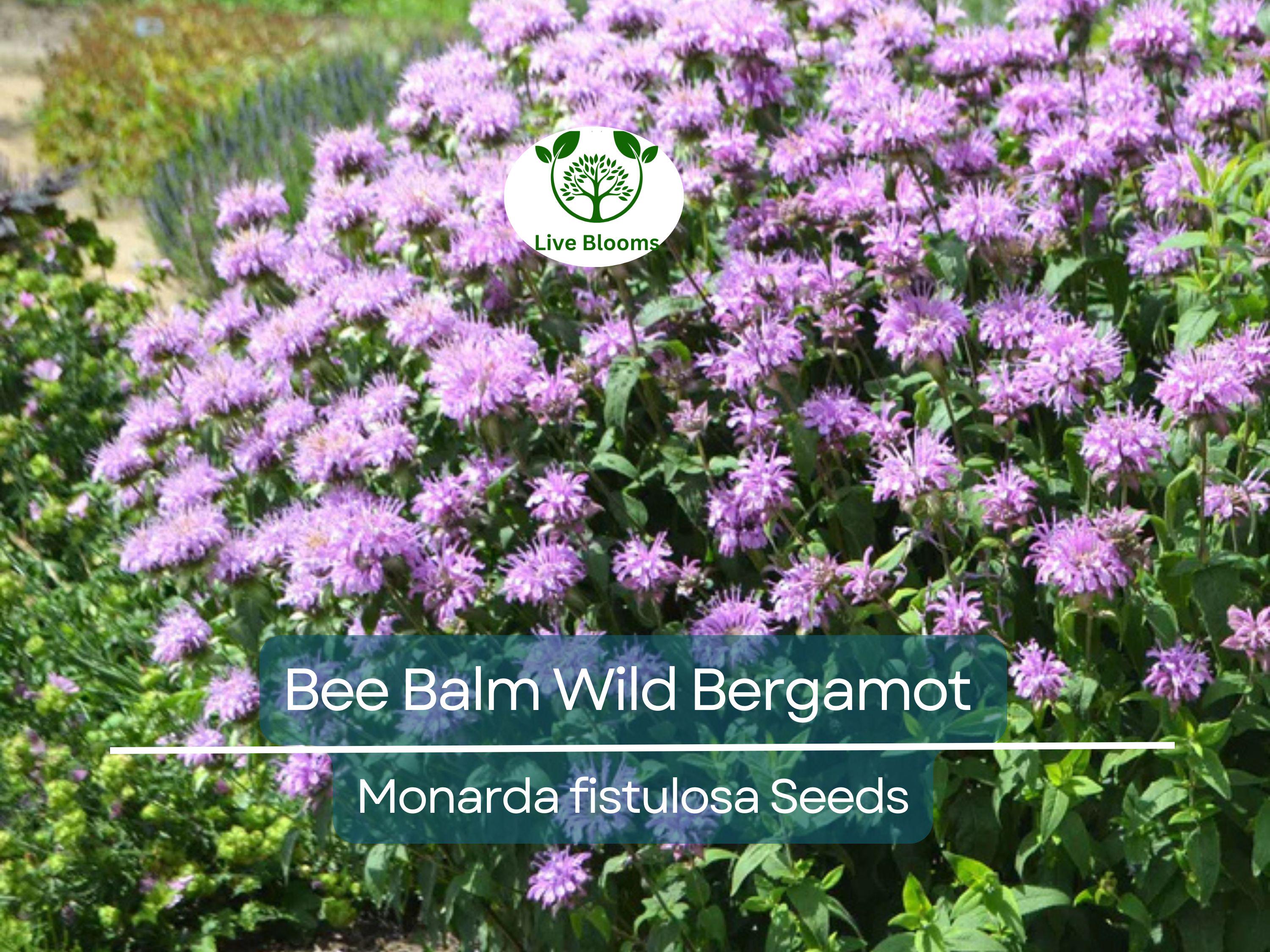 500 Bee Balm Seeds – Wild Bergamot Monarda fistulosa, Non-GMO Perennial for Bees, Hummingbirds, Pollinators, Herb
