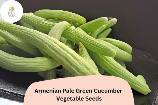 25+ Armenian Pale Green Cucumber Seeds | Snake Melon | Sweet Crisp Long Cucumbers | Garden Heirloom Vegetable Seeds