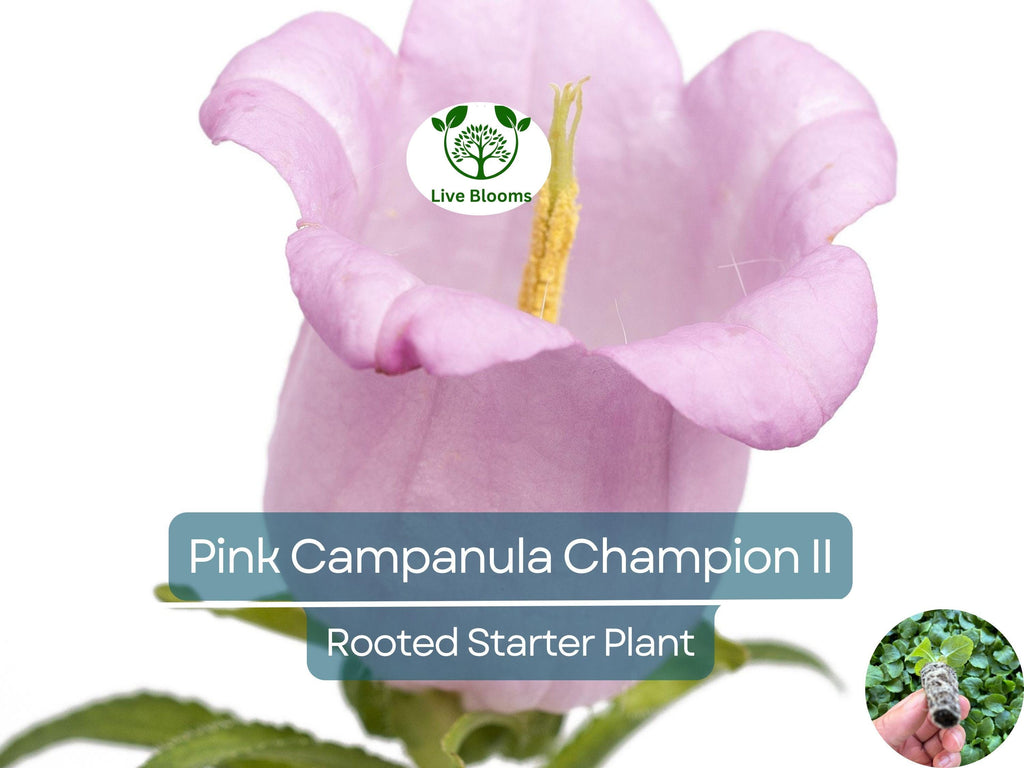 2 Campanula Champion II Bellflower Plants, Healthy Starter Plant | Bellflower Perennial, Gorgeous Blooms for Garden & Landscape