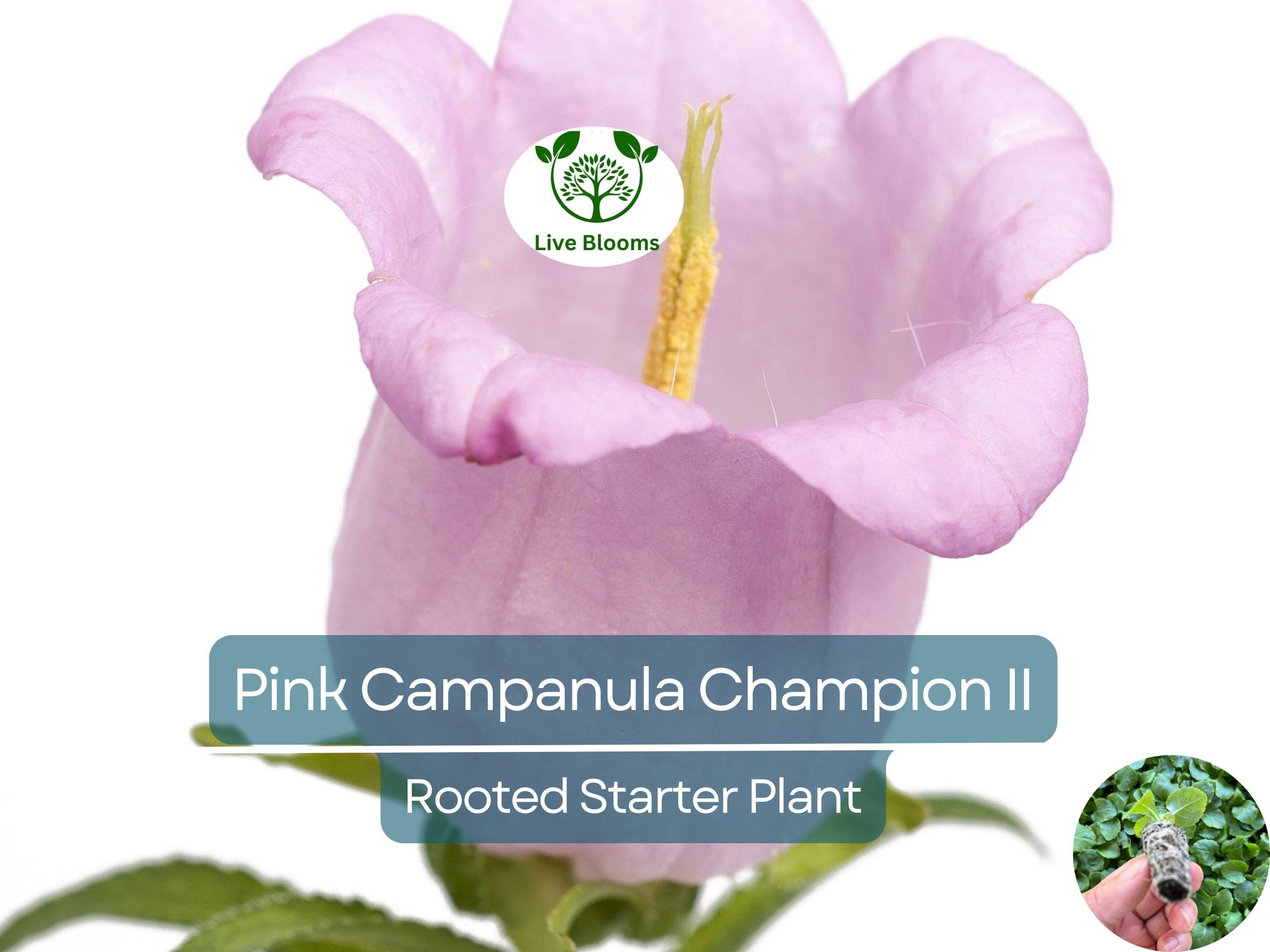 2 Campanula Champion II Bellflower Plants, Healthy Starter Plant | Bellflower Perennial, Gorgeous Blooms for Garden & Landscape