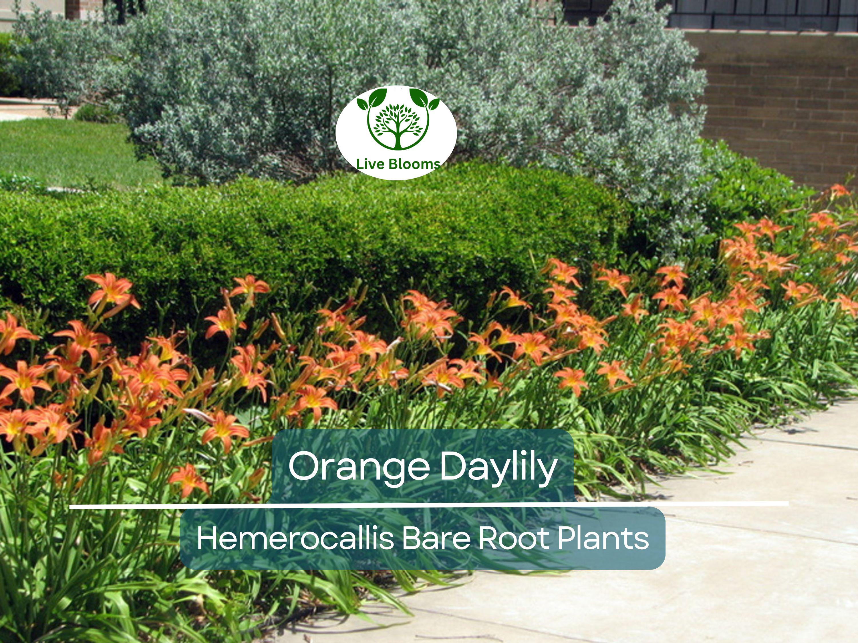 20 Orange Daylily Plants - Hemerocallis fulva - Tawny 'Ditch Lily' - Bare Root, Hardy Perennial, Pond/Bog Plant, Easy to Grow
