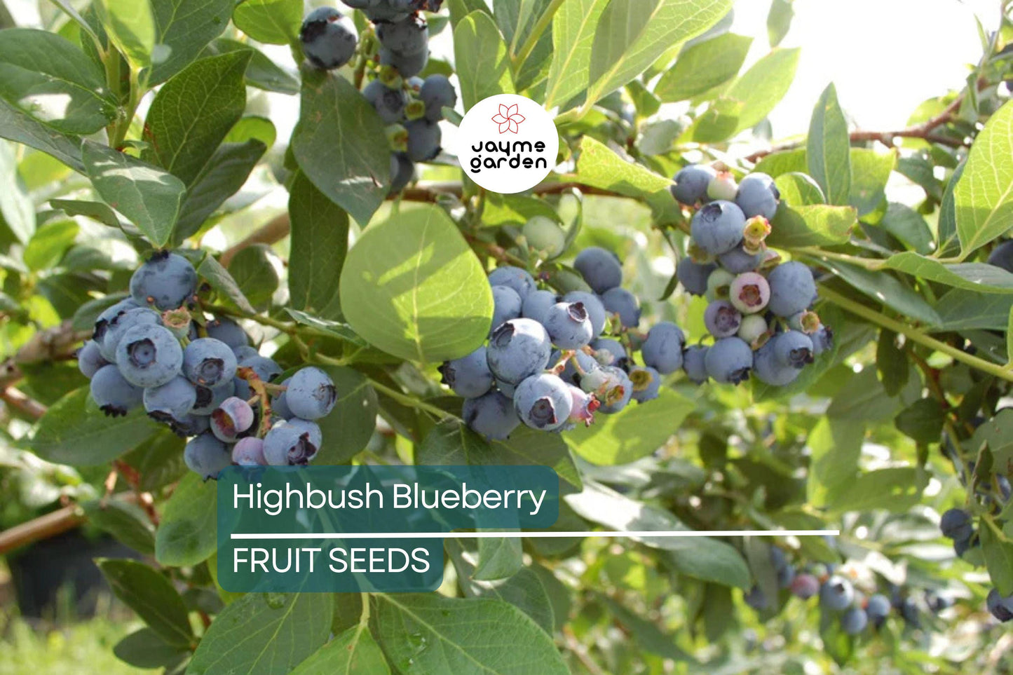 200 Highbush Blueberry Seeds - Disease-Resistant, Self-Fertile, Free Shipping