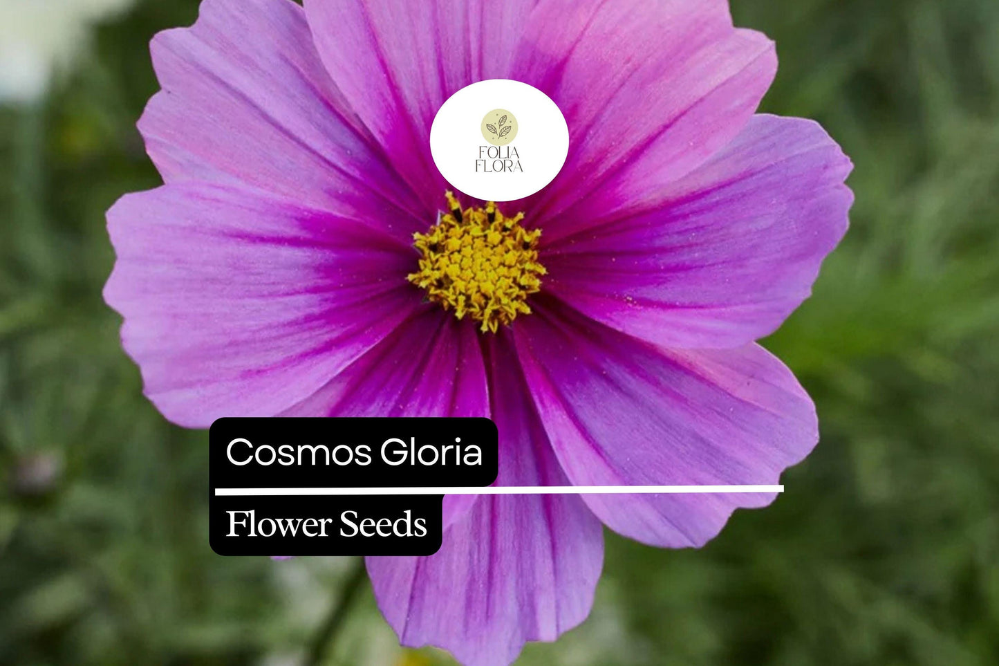 1000 Seeds Cosmos Gloria (Cosmos bipinnatus) – Bright Pink Blooms, Pollinator-Friendly, Easy-to-Grow Annual Flower Seeds