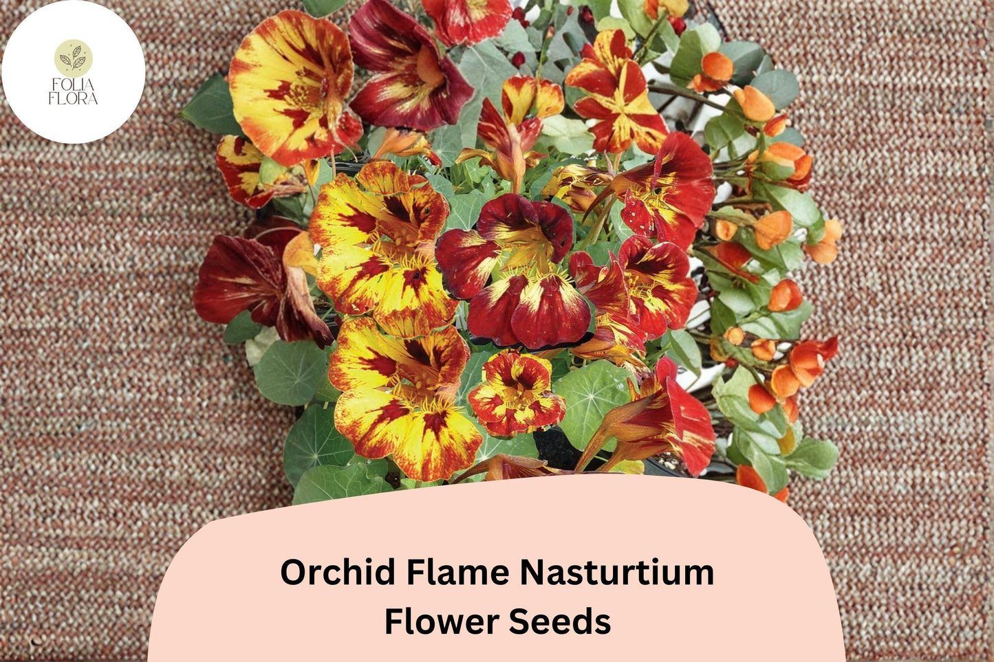 50+ Orchid Flame Nasturtium Seeds | Vibrant Red & Yellow Blooms | Easy Annual Flower for Garden
