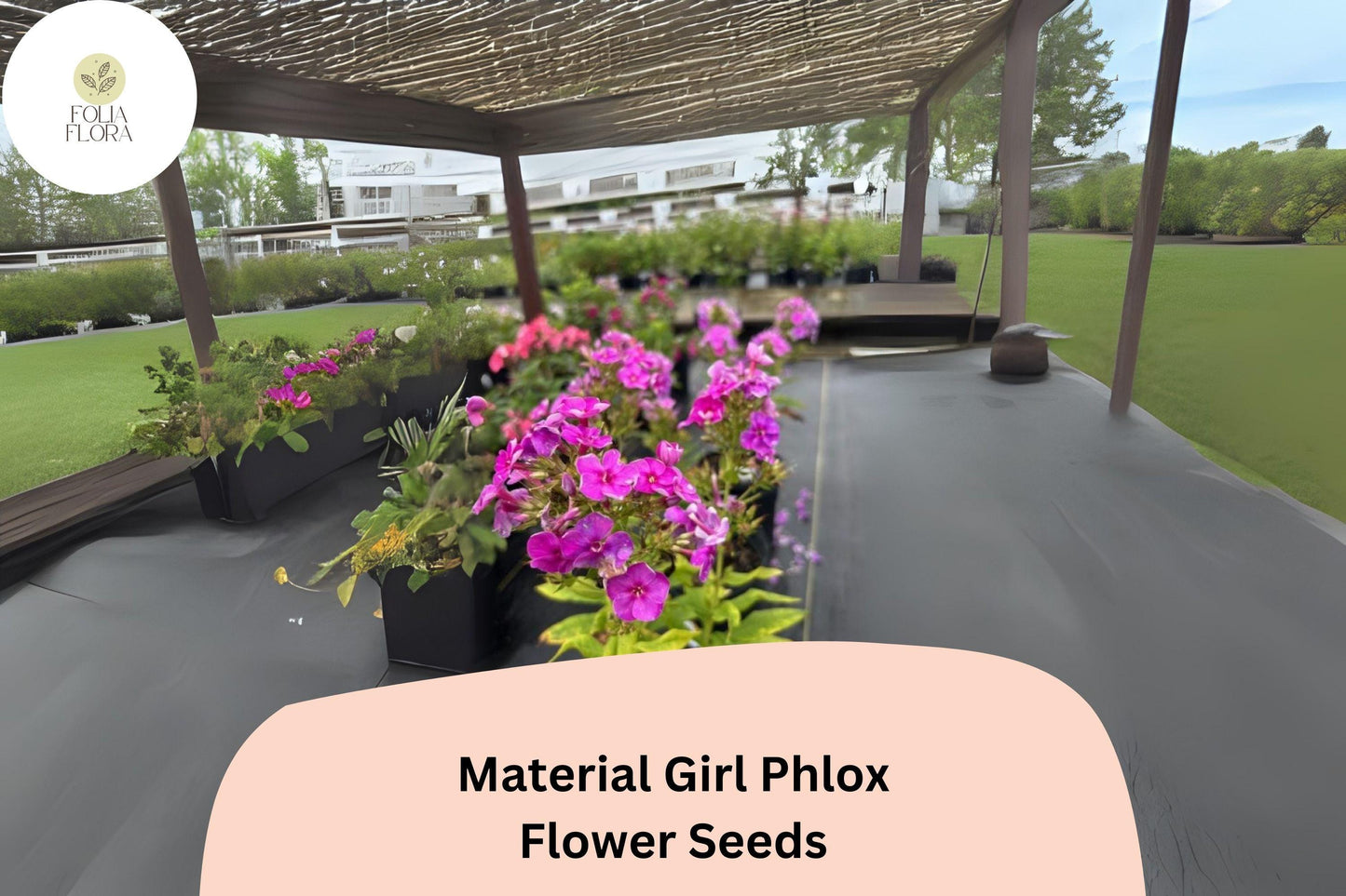 100+ Material Girl Phlox Seeds – Perennial Garden Flower Seeds, Phlox paniculata Hybrid