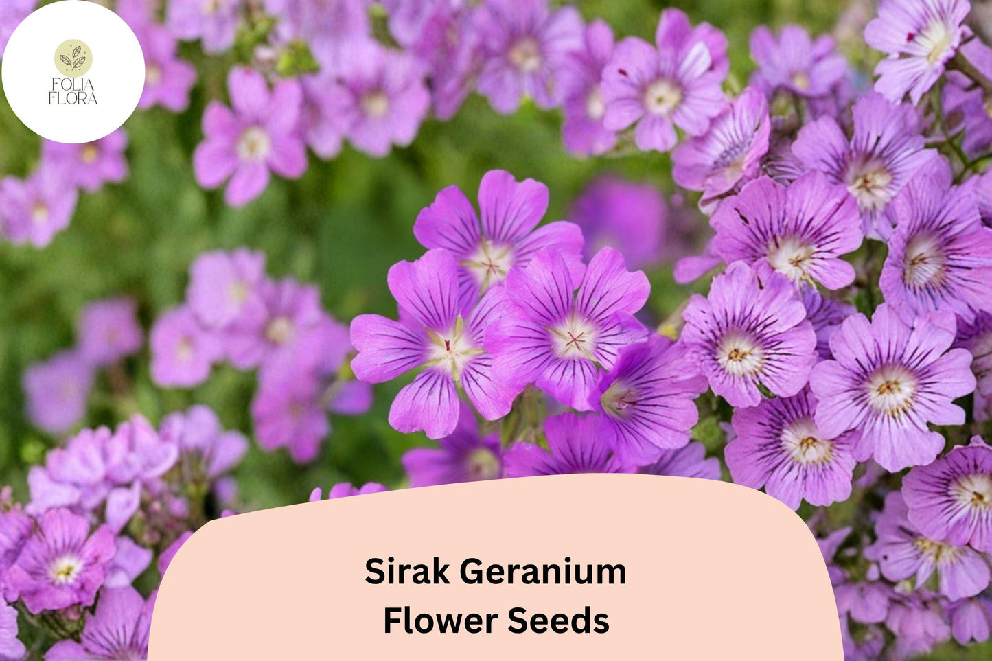25+ Sirak Geranium Seeds | Purple Cranesbill | Hardy Perennial Geranium pratense Sirak Seeds for Garden Borders & Beds