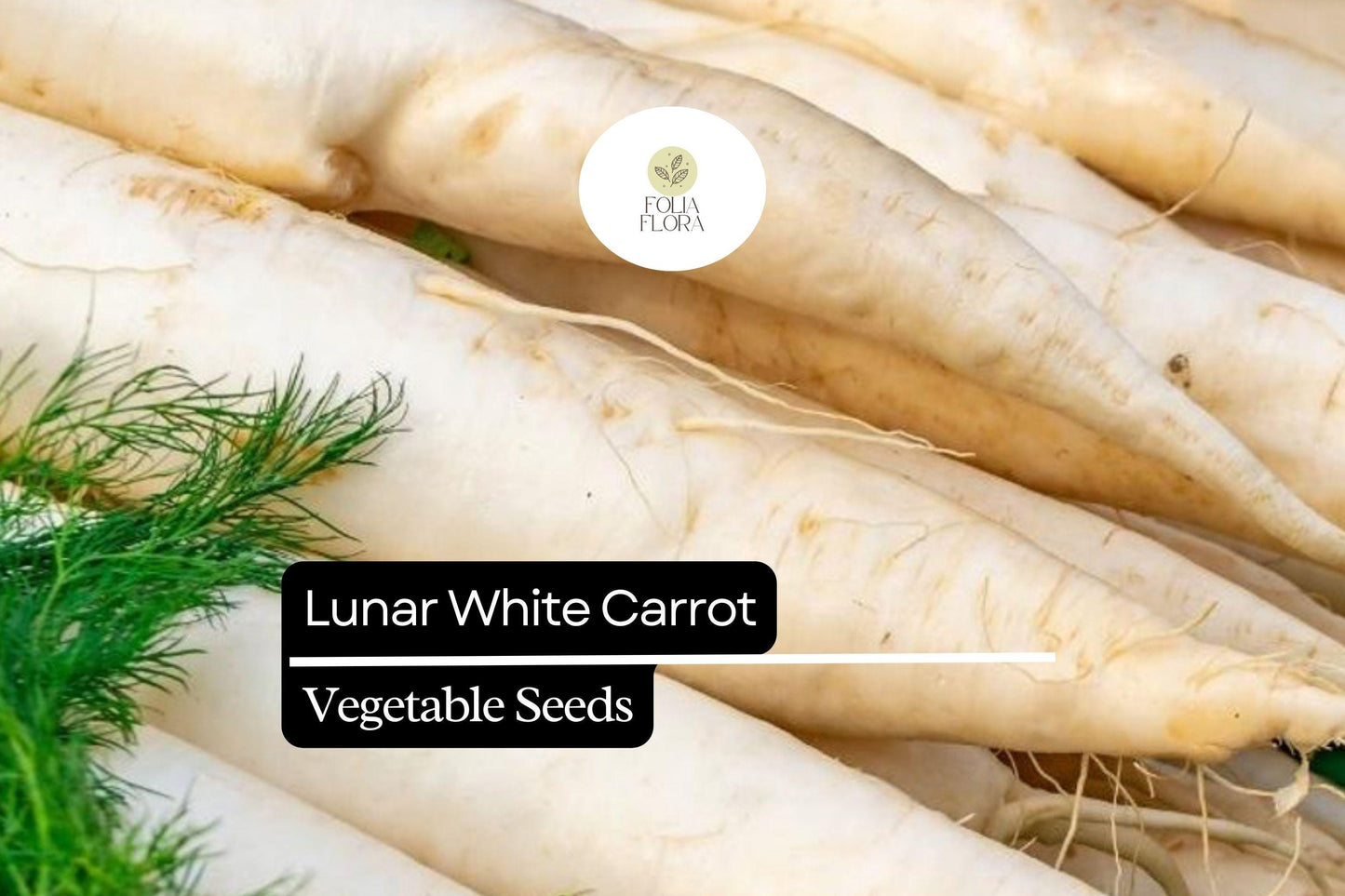 200 Seeds Lunar White Carrot (Daucus carota) – Unique Heirloom Carrot with Sweet, White Roots
