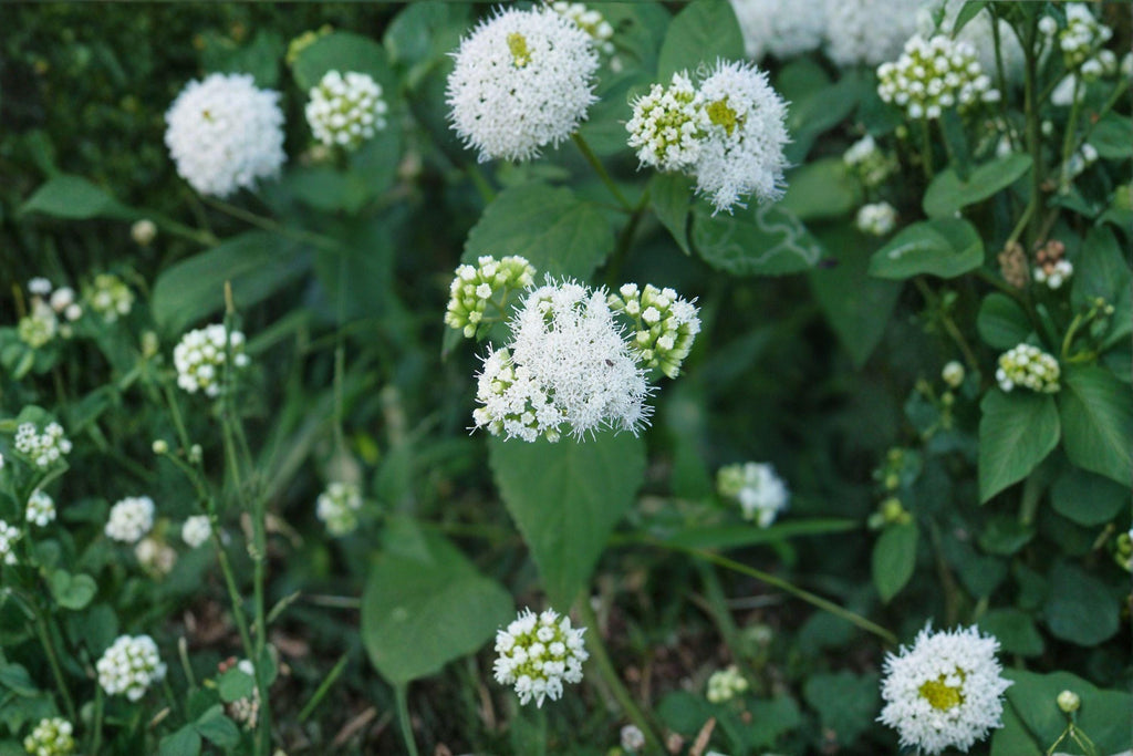 Ageratina Altissima White Snakeroot Seeds – 500 Native Perennial Wildflower Seeds, Shade Garden, Pollinator Plant