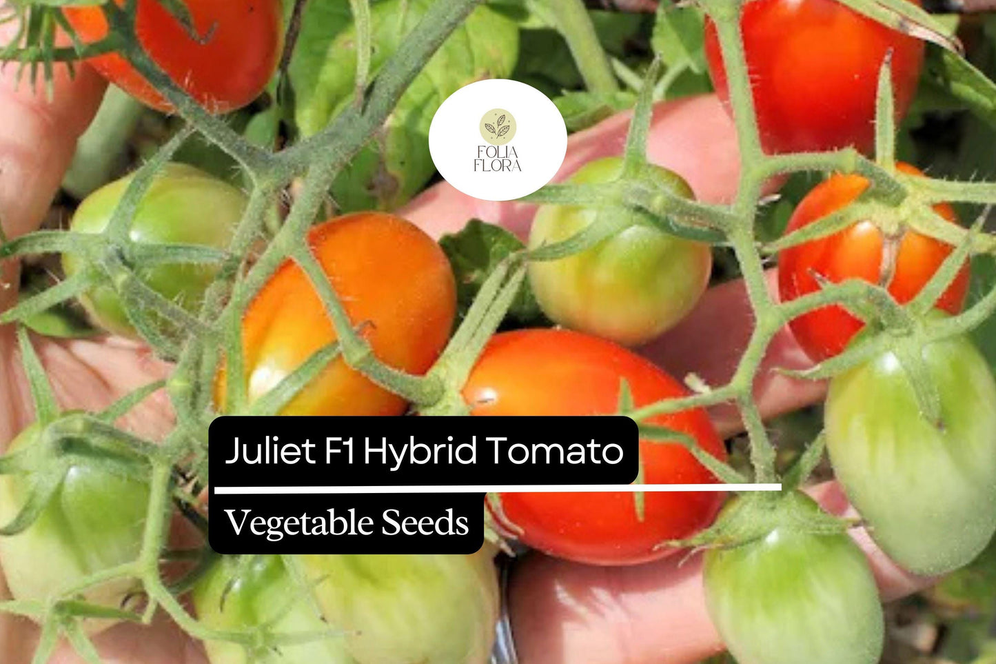 50+ Juliet F1 Tomato Seeds | Hybrid Grape Tomato Heirloom Variety | High Yield Sweet Red Tomatoes for Garden Planting