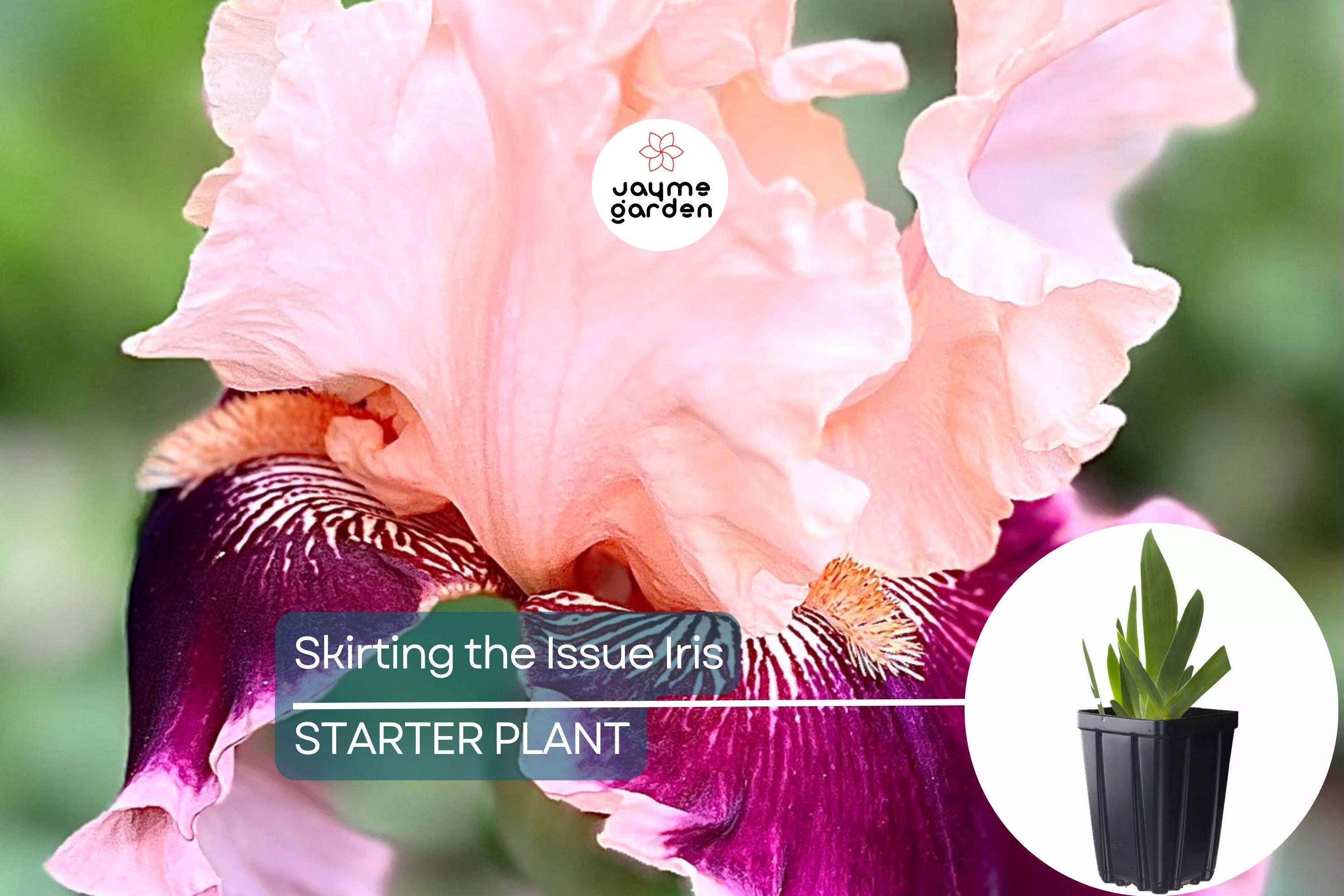 Skirting the Issue Iris Plant – Quart Pot | Apricot & Hot Pink Flowers | 40” Tall Perennial | Hardy Zones 3-10 | Easy to Grow