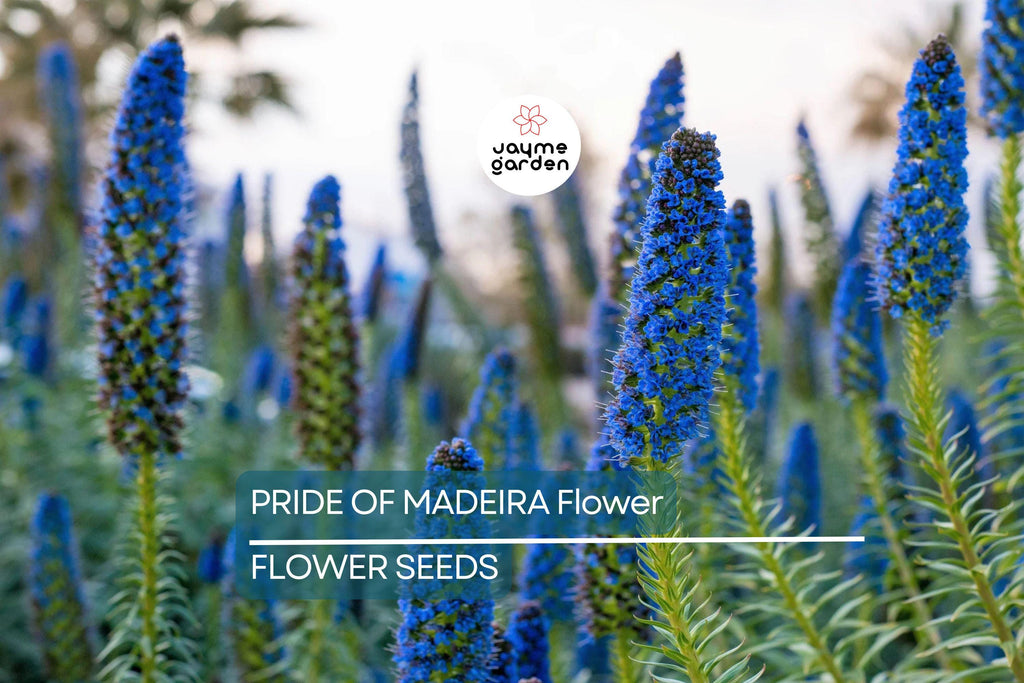 20 Pride of Madeira (Echium fastuosum) Seeds – Blue Tower of Jewels, Fast Growing, Pollinator Friendly