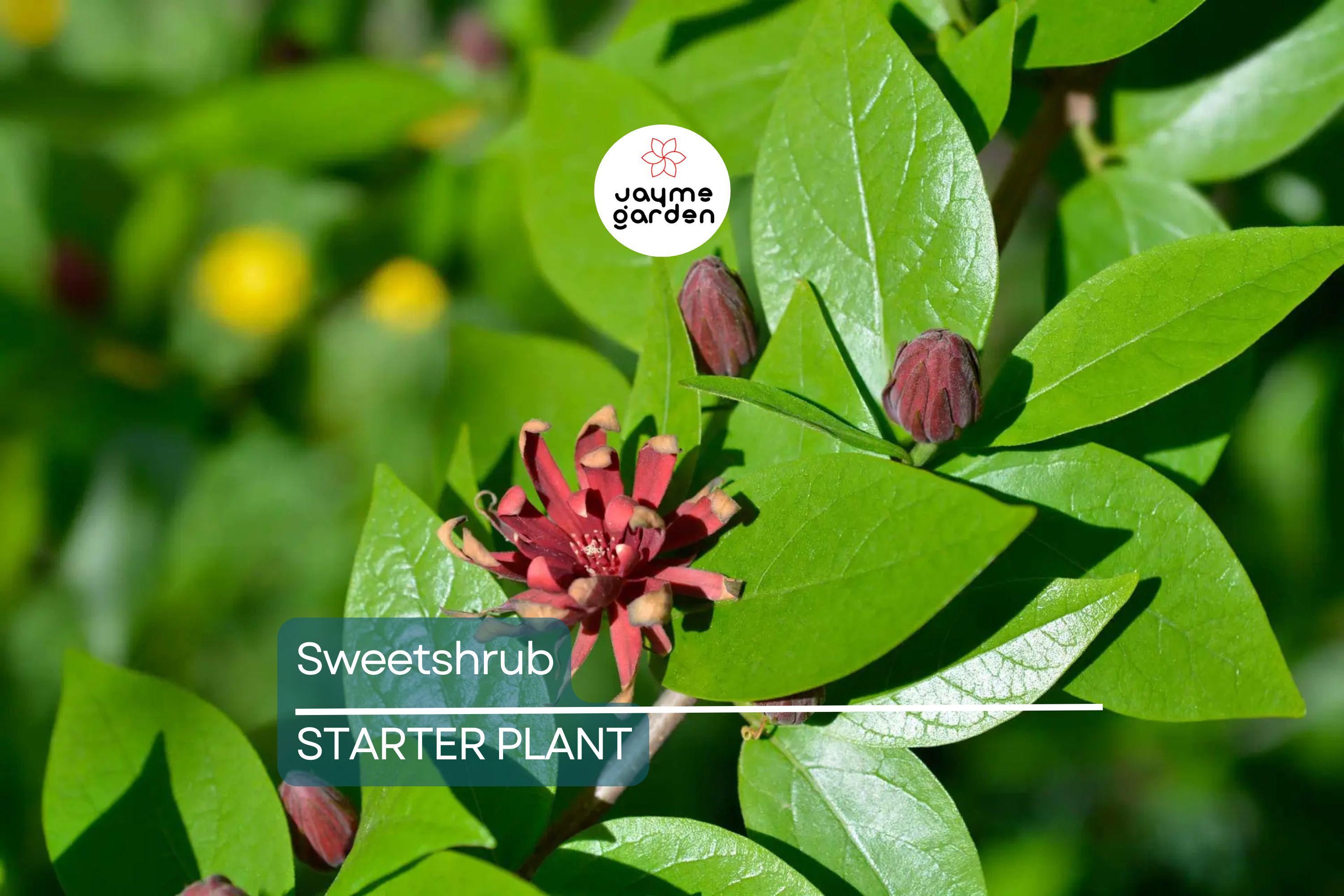 Sweetshrub Seedlings for Planting | Live Starter Plants | Hardy Low-Maintenance Shrub | CZ Grain Quality | Perfect for Garden & Yard